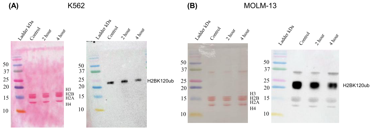 Preprints 218166 g007 Preprints 218166 g007