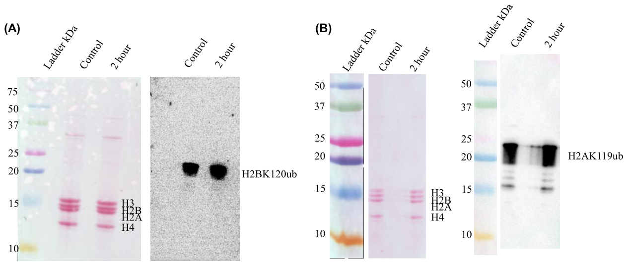 Preprints 218166 g011 Preprints 218166 g011