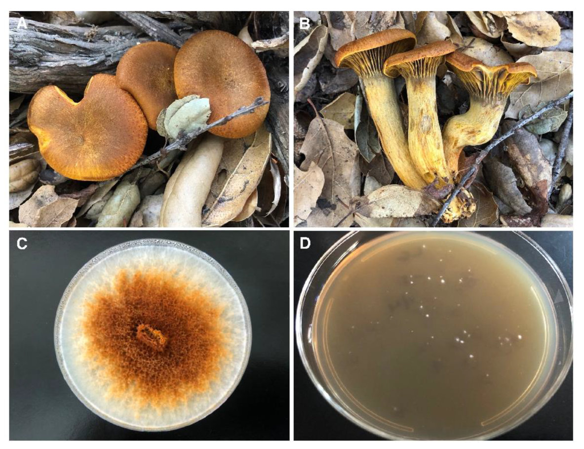 Preprints 143709 g001