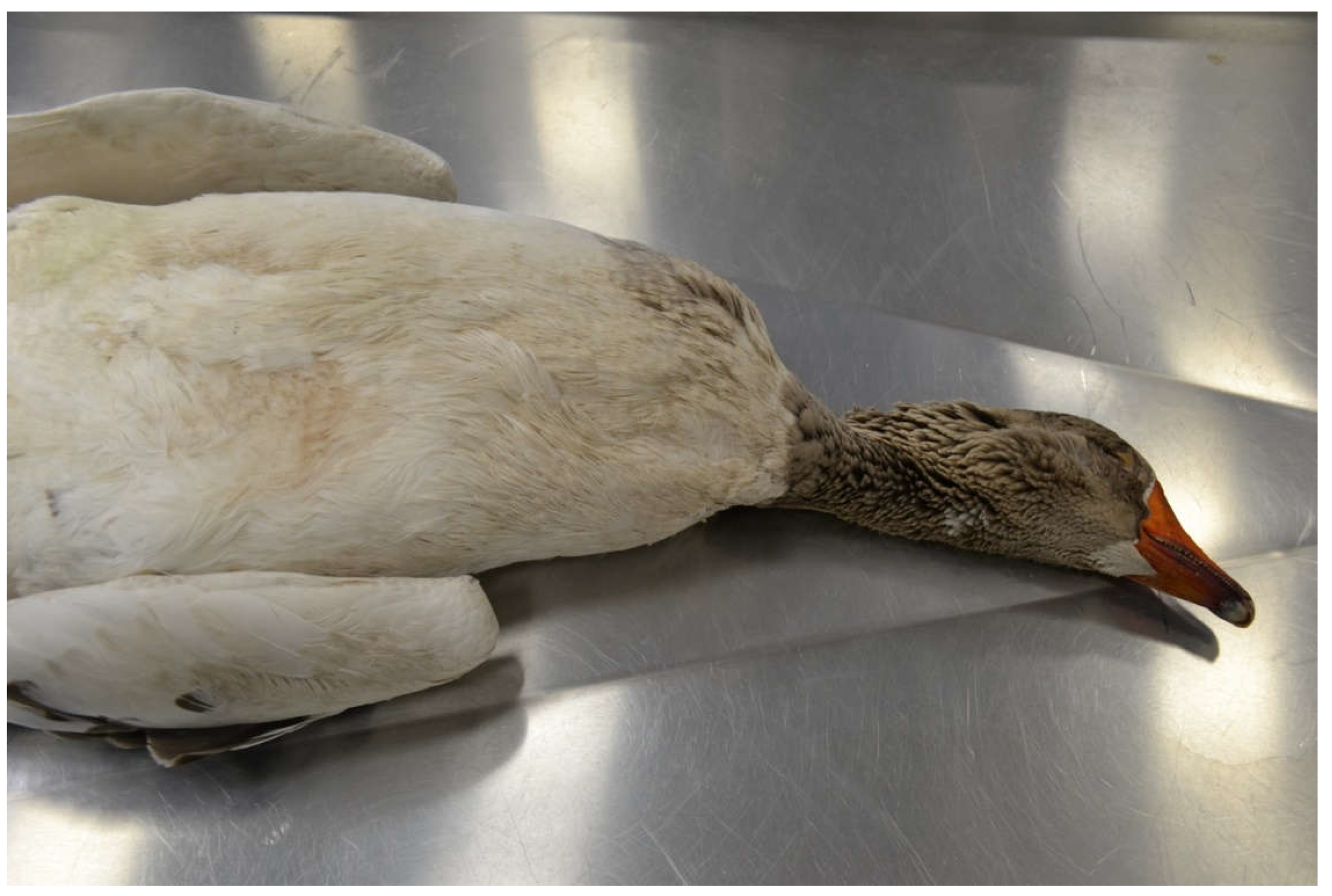 Preprints 150753 g003