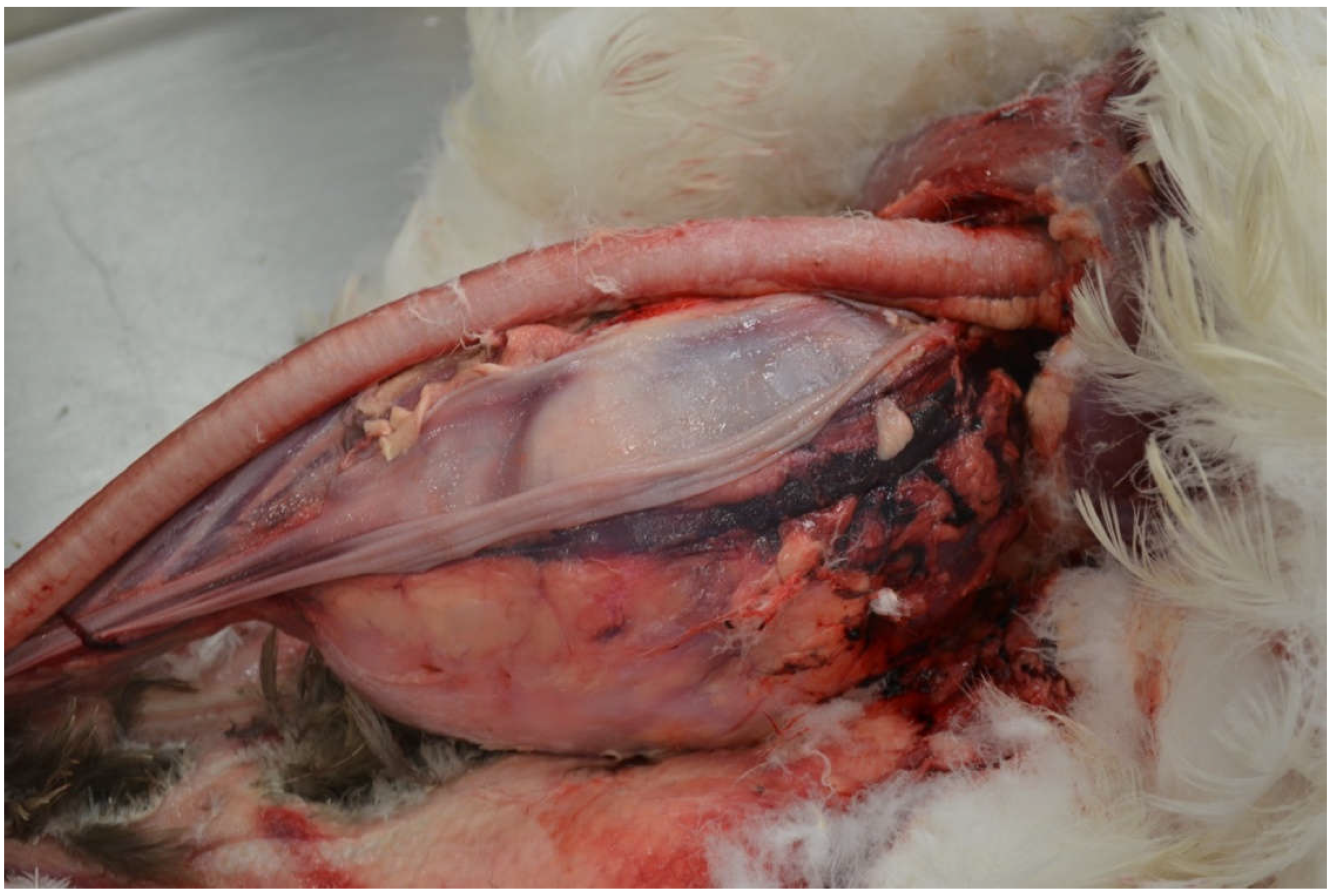 Preprints 150753 g004