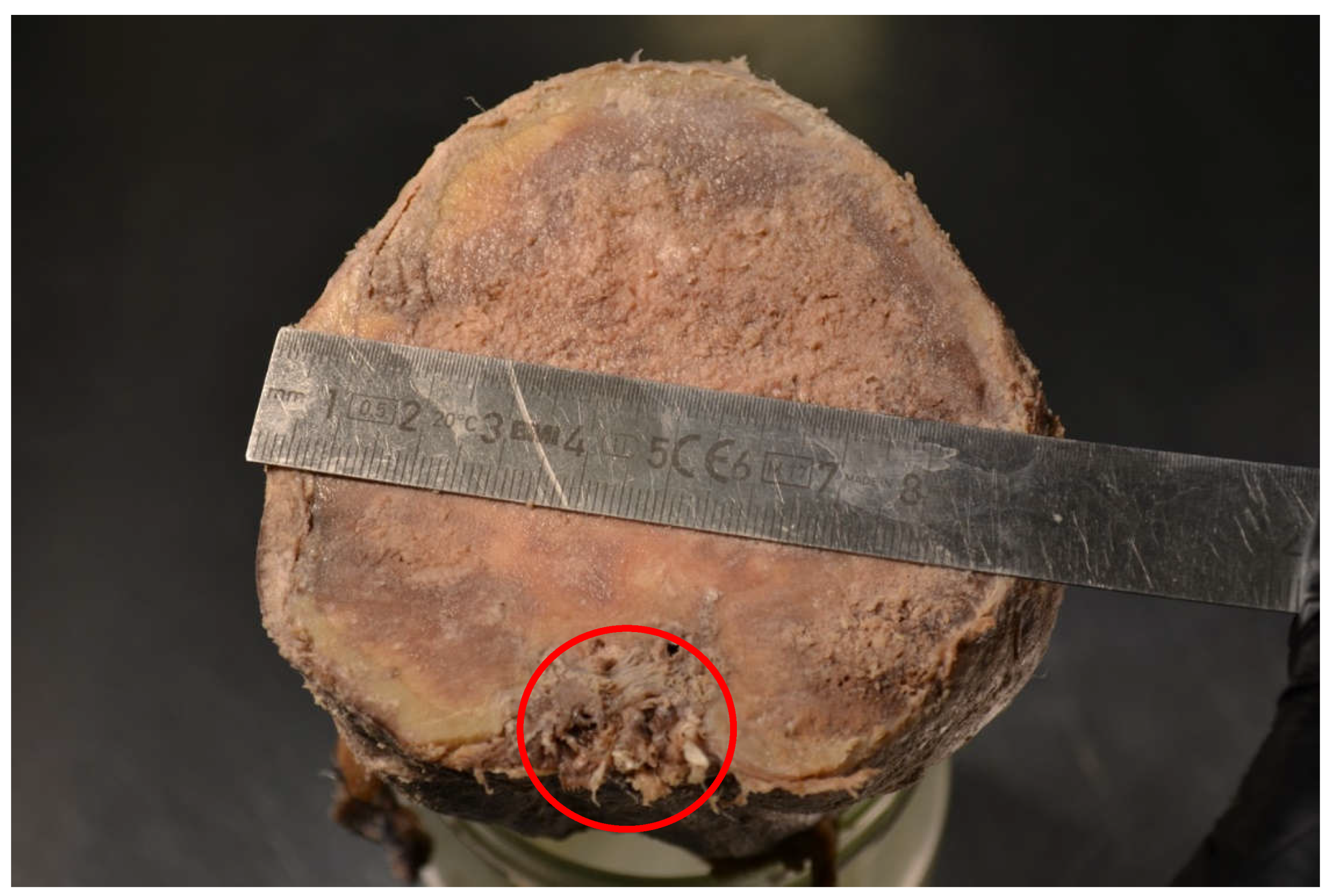 Preprints 150753 g005