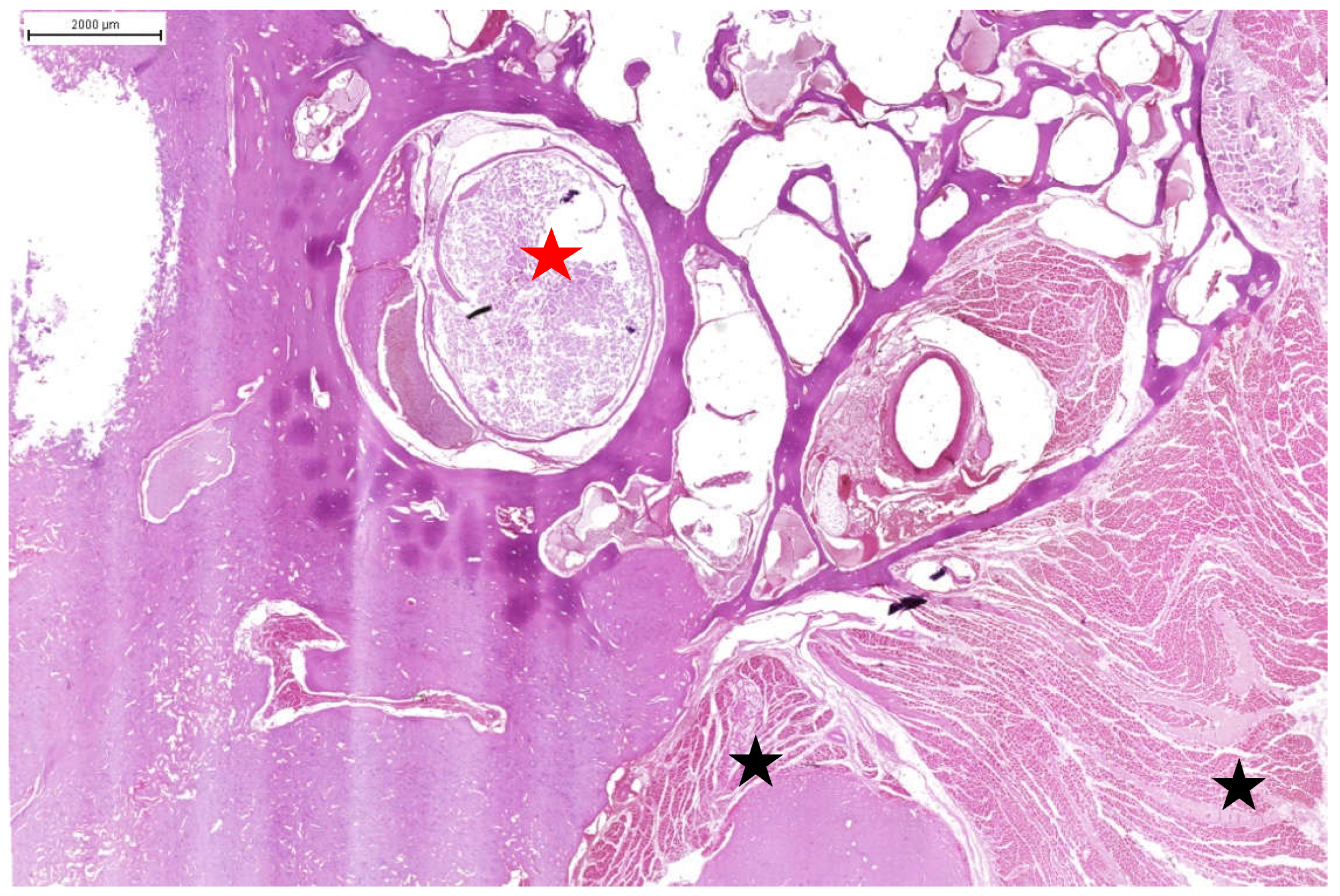 Preprints 150753 g006