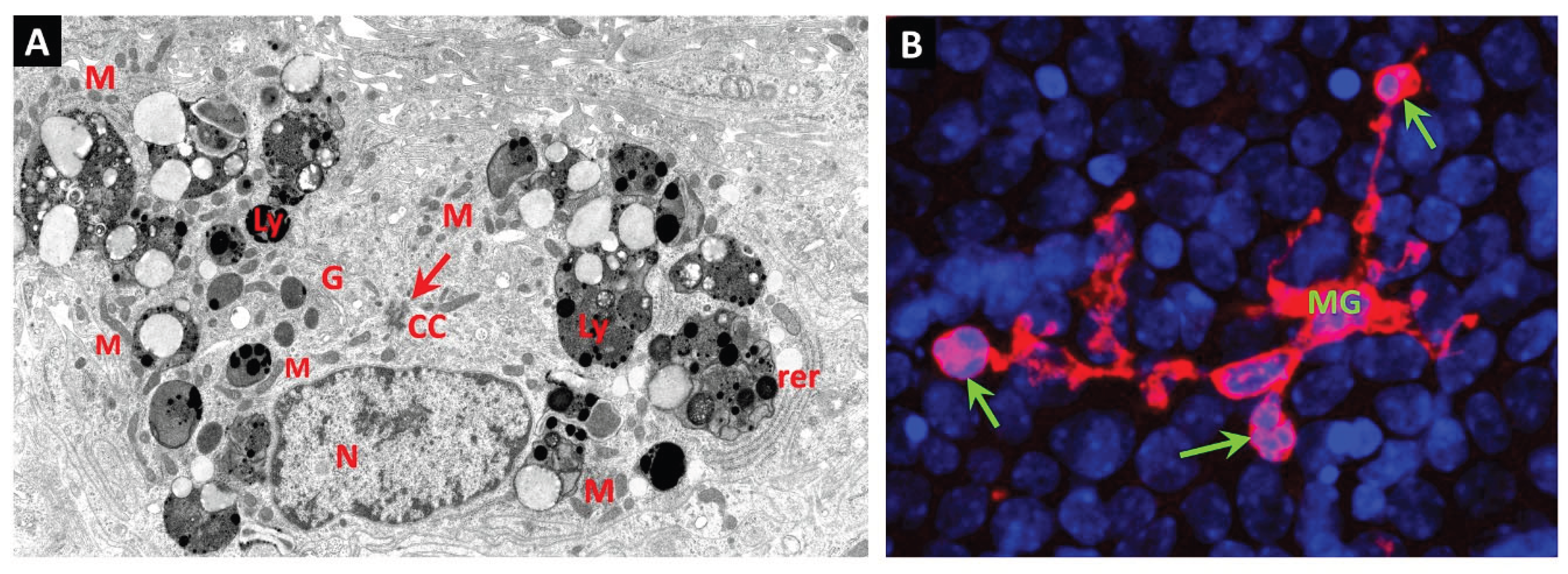 Preprints 171569 g001