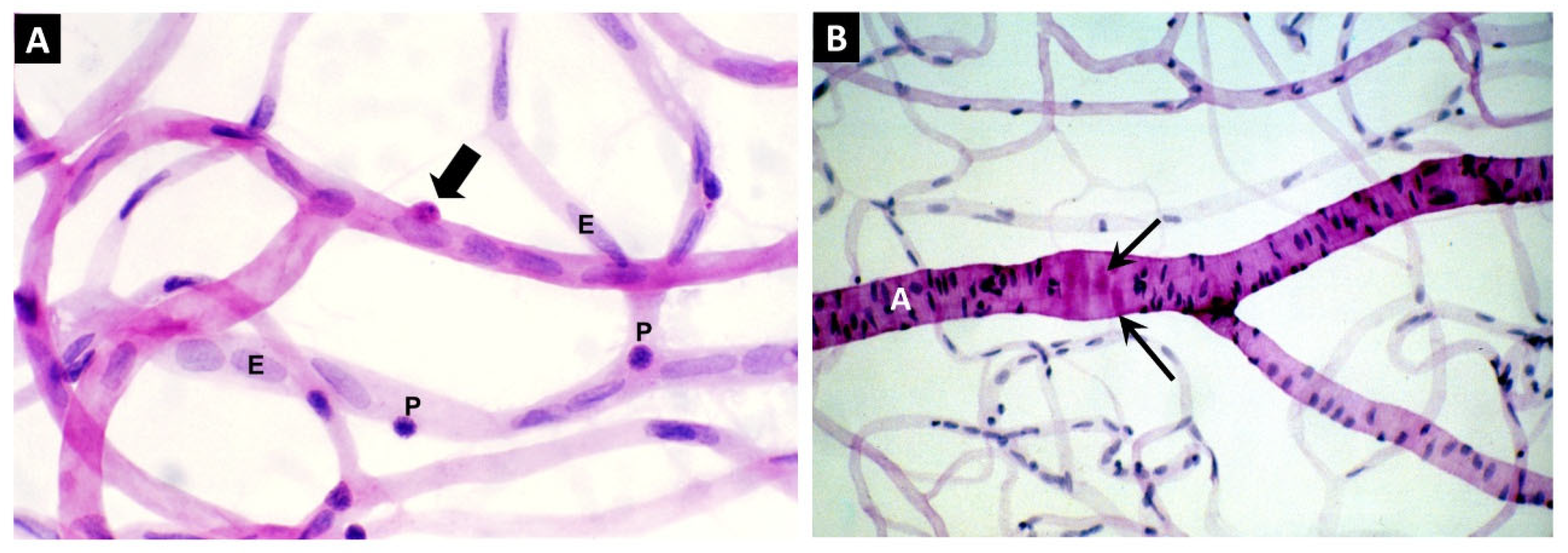 Preprints 171569 g002