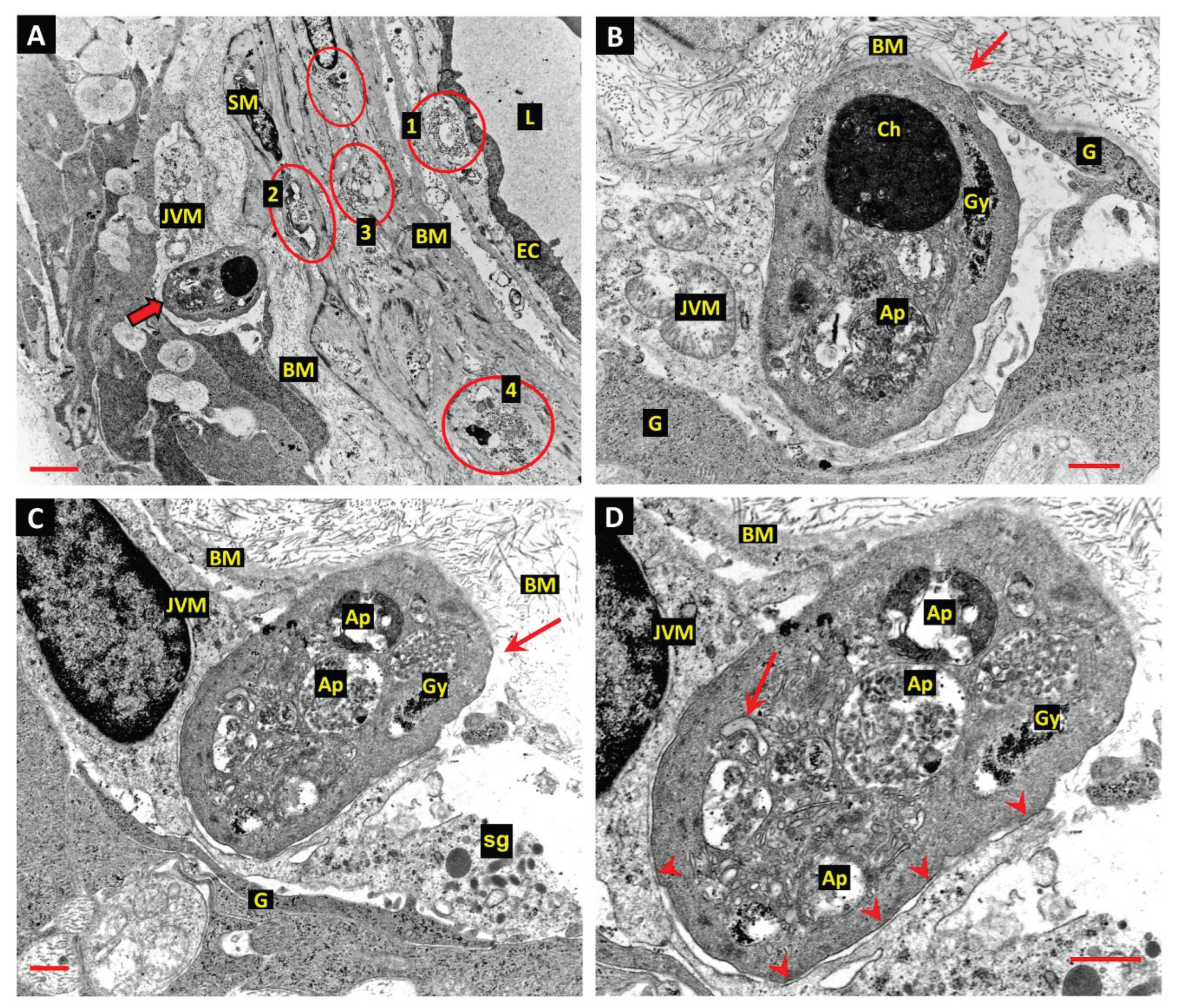 Preprints 171569 g005