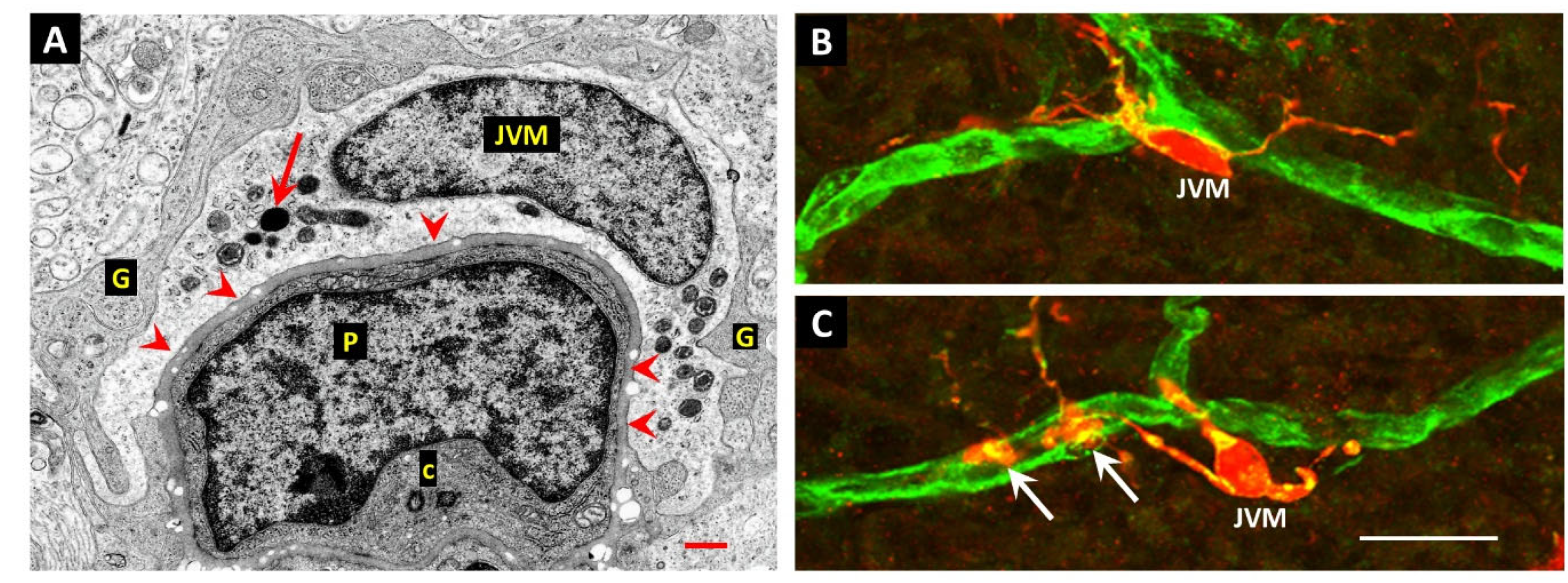 Preprints 171569 g006