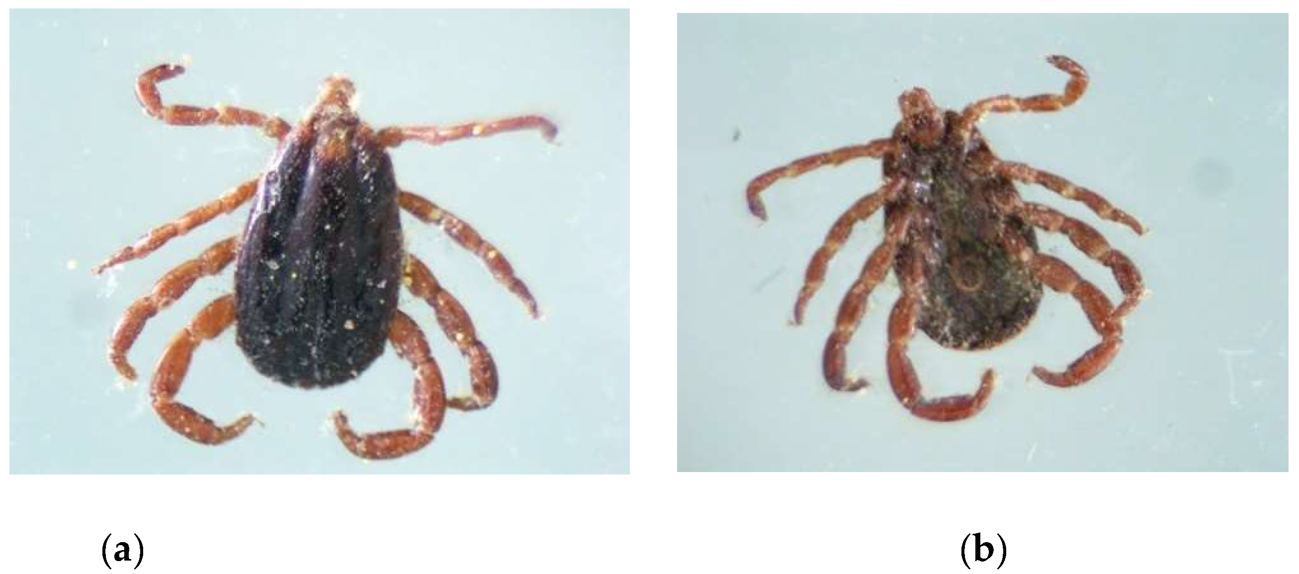 Preprints 153520 g001