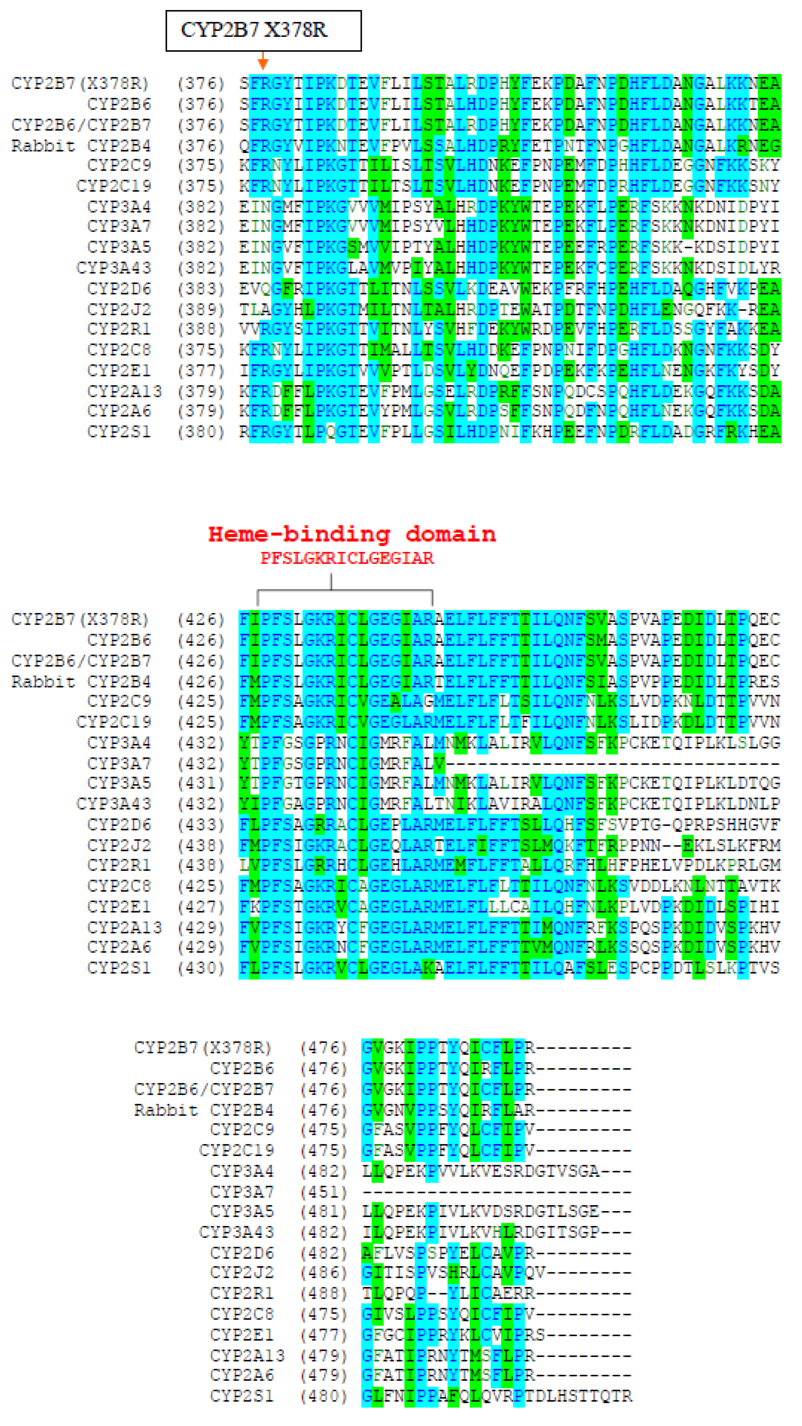 Cyp2 Labchart Polymorphic Rescue of a Human Cytochrome P450 Pseudogene (CYP2B7 ...