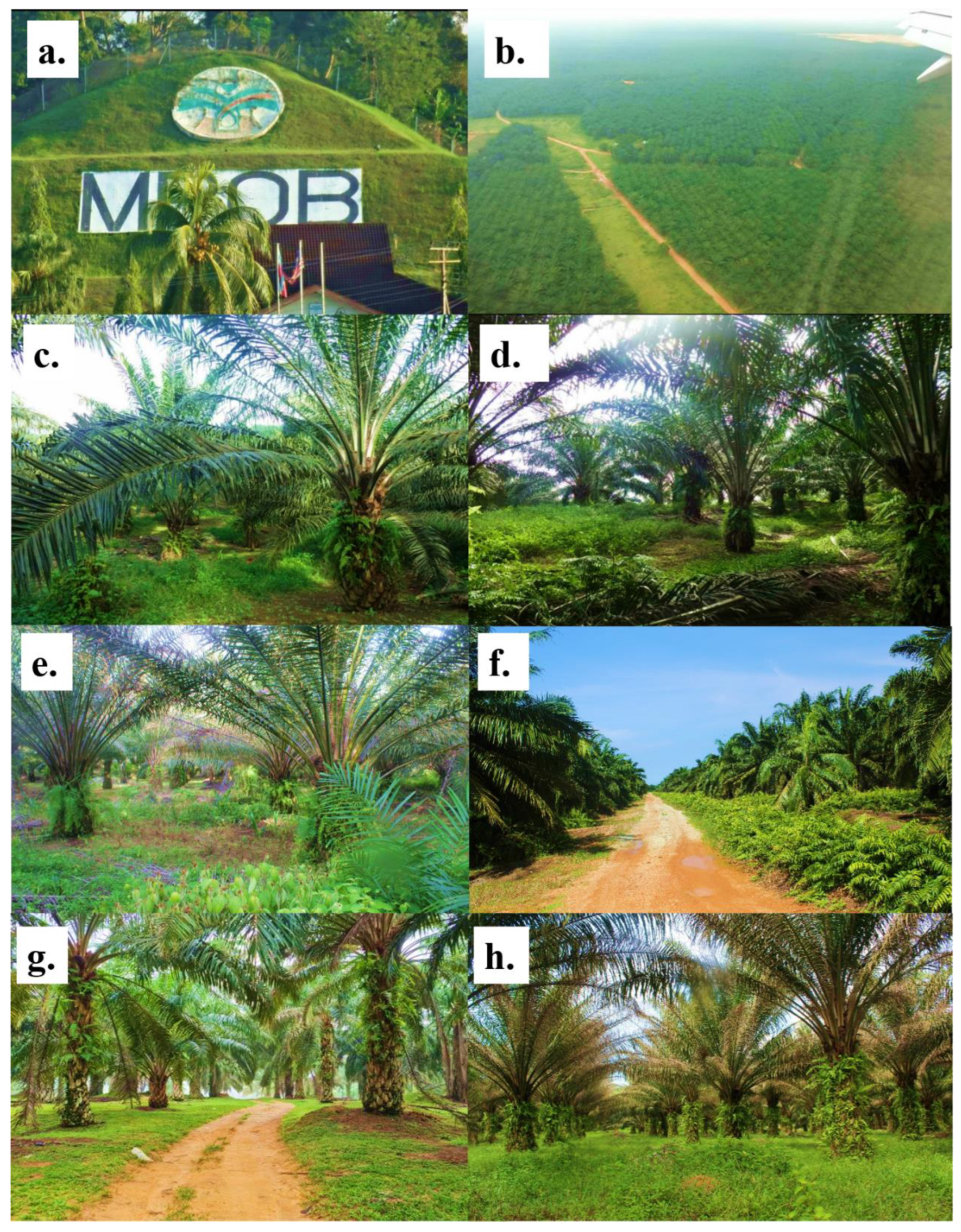 Preprints 70544 g001