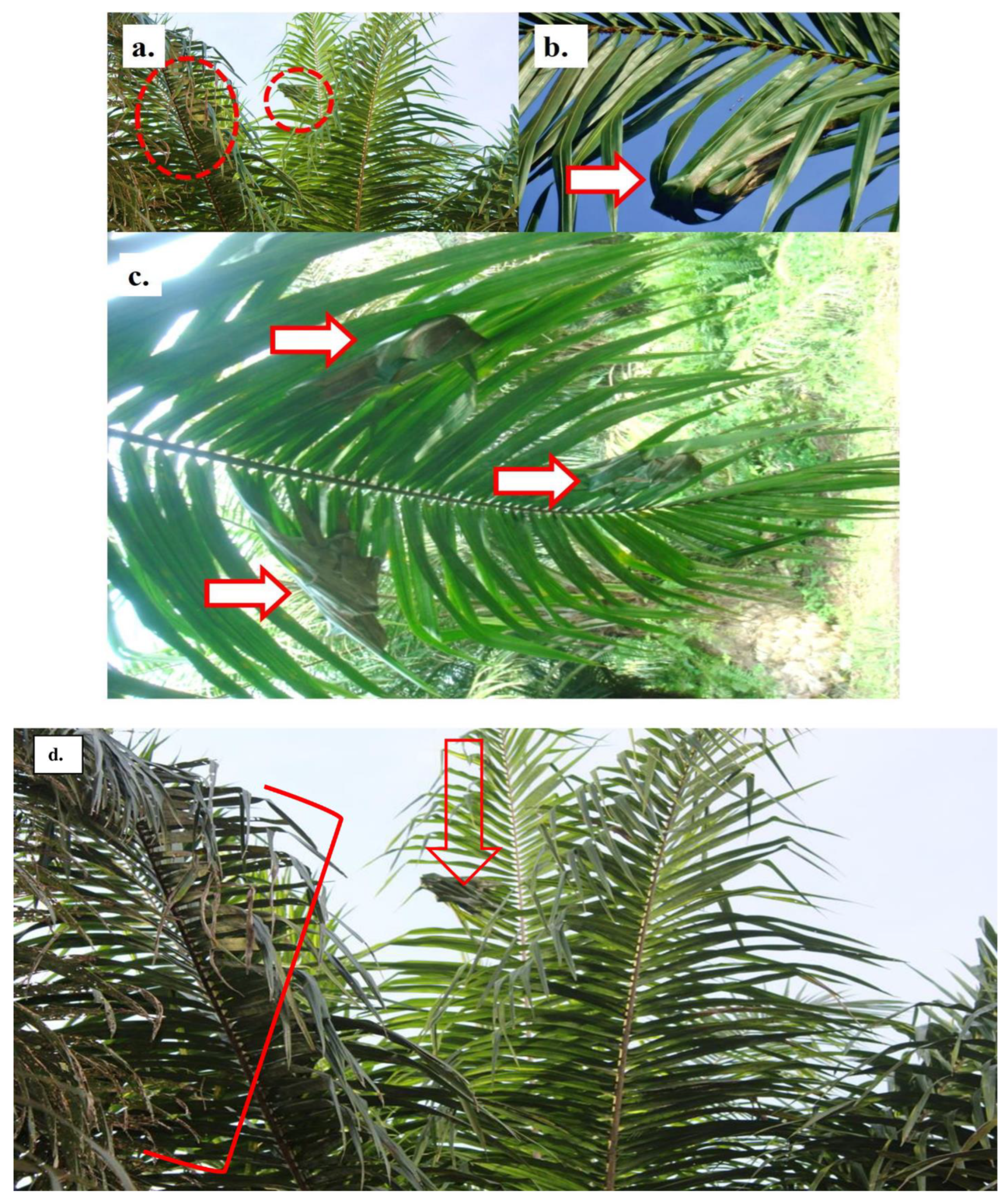 Preprints 70544 g003