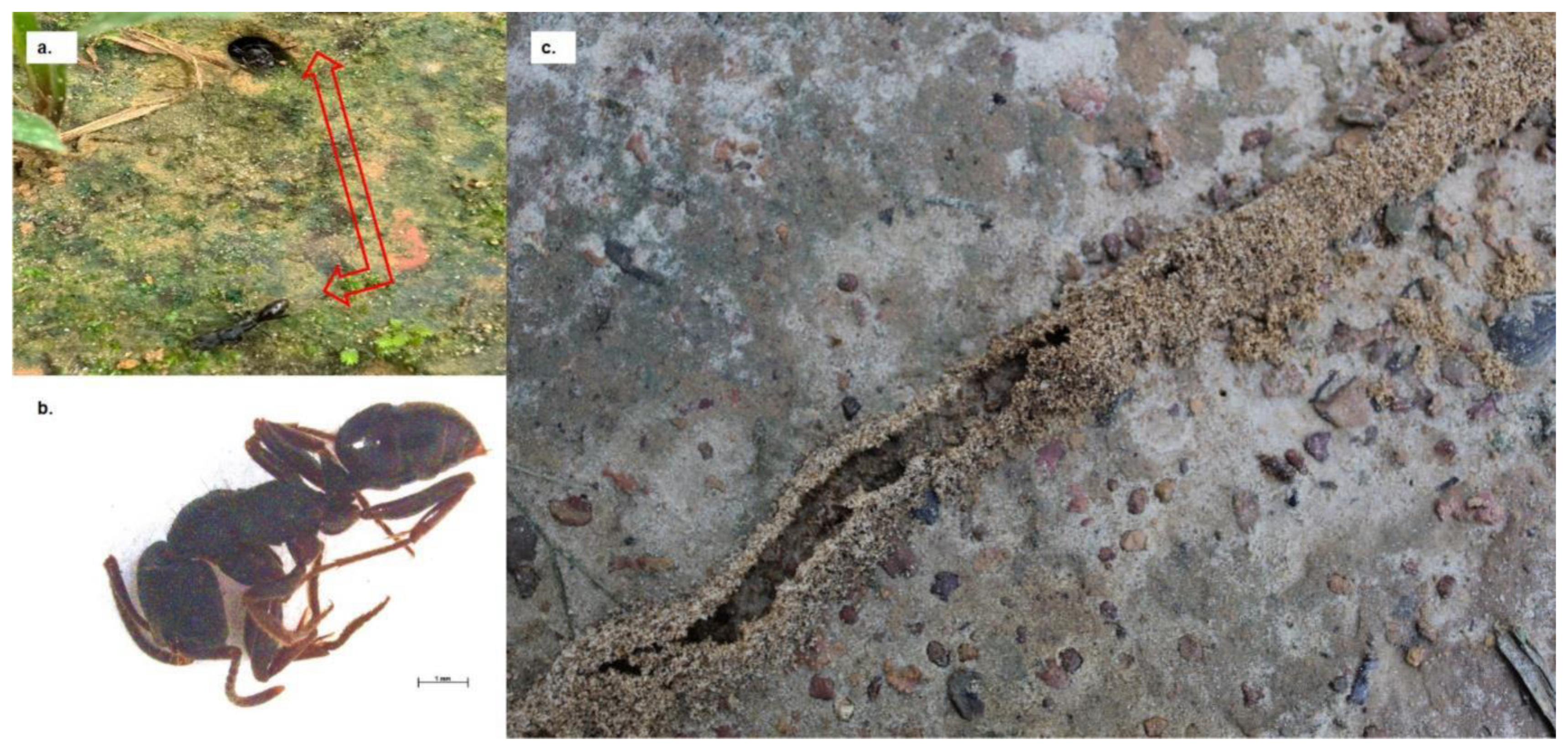 Preprints 70544 g004