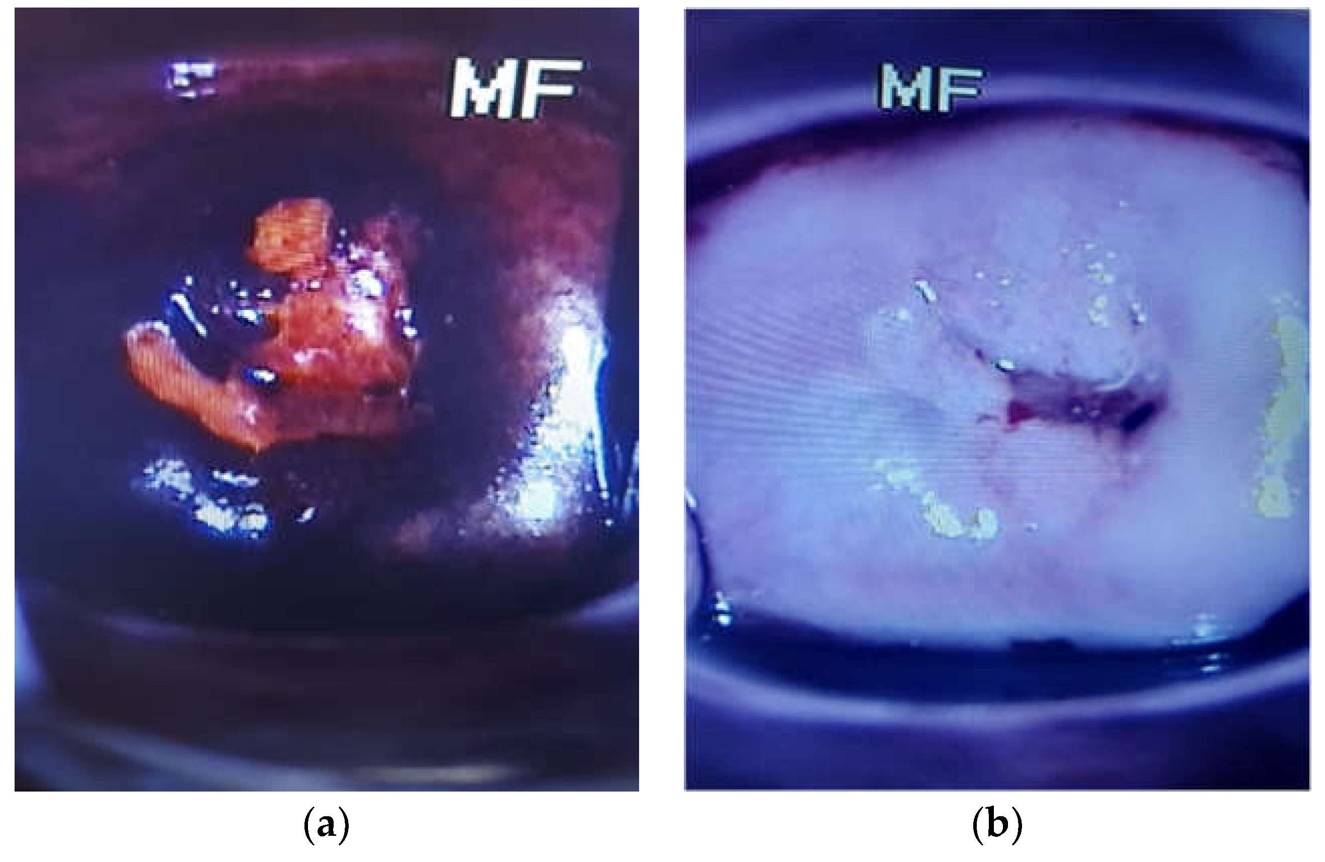 Preprints 82812 g003