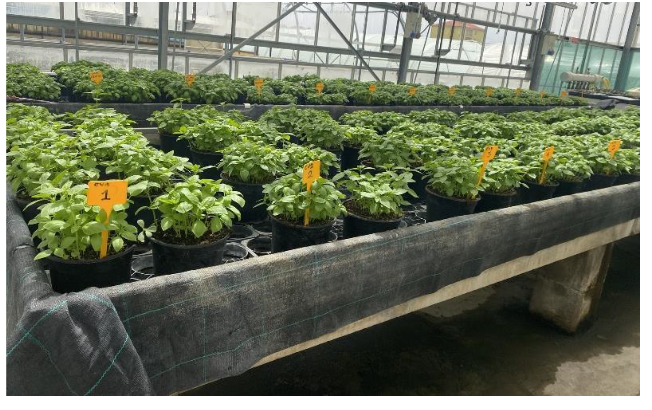 Preprints 142867 g007