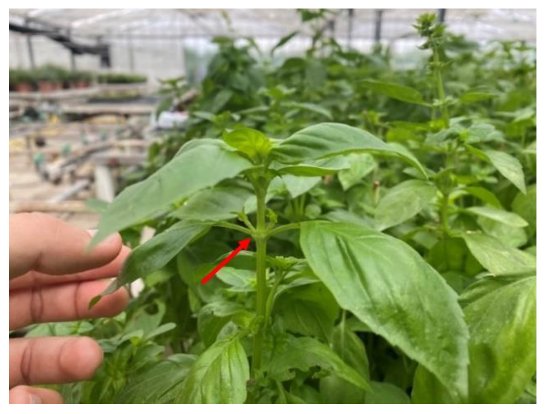 Preprints 142867 g008