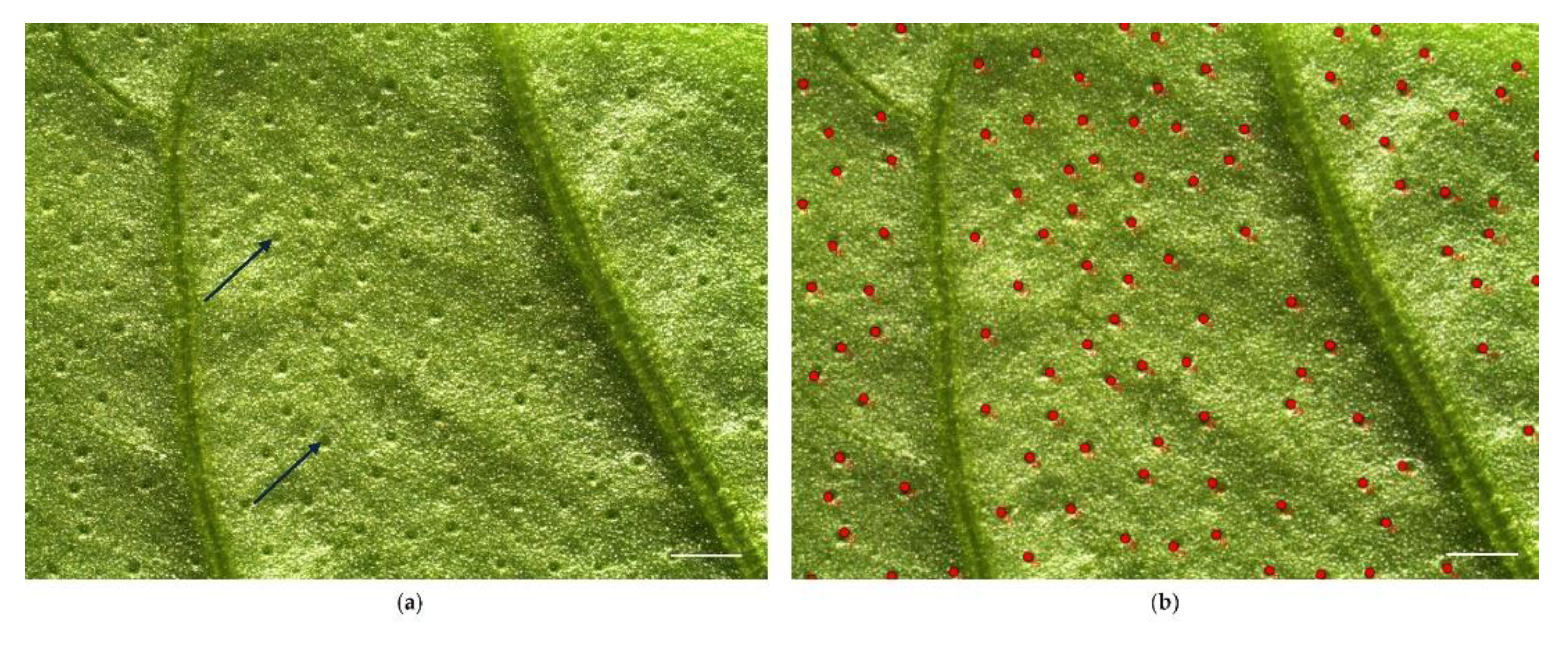 Preprints 142867 g009