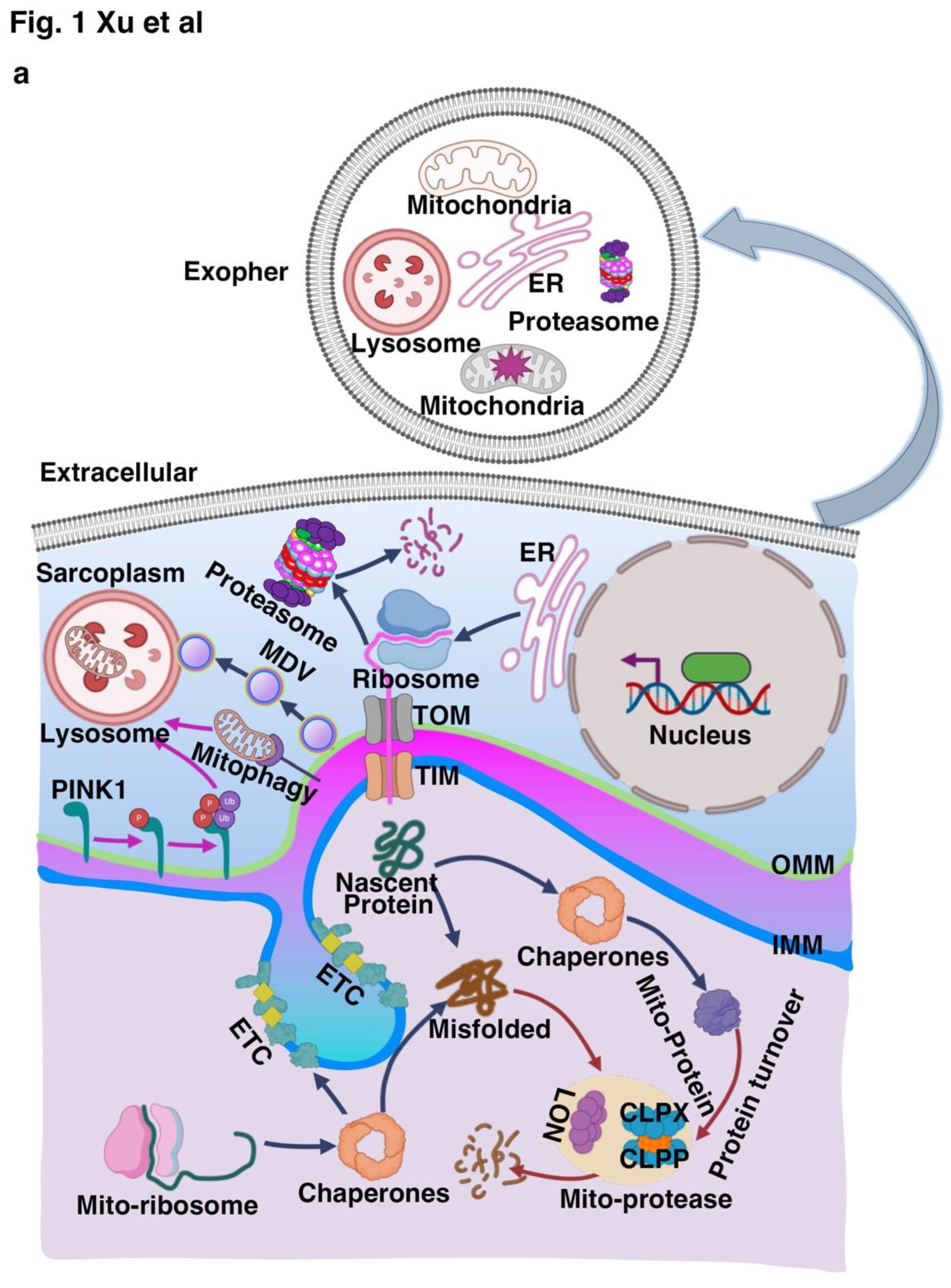 Preprints 169480 g001