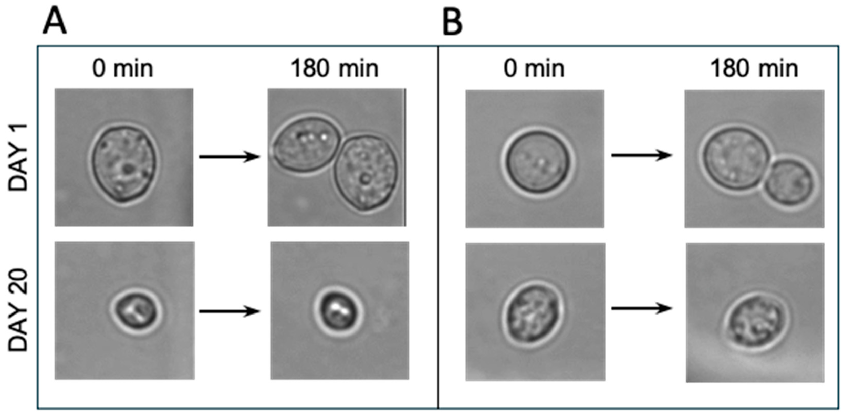Preprints 191102 g002