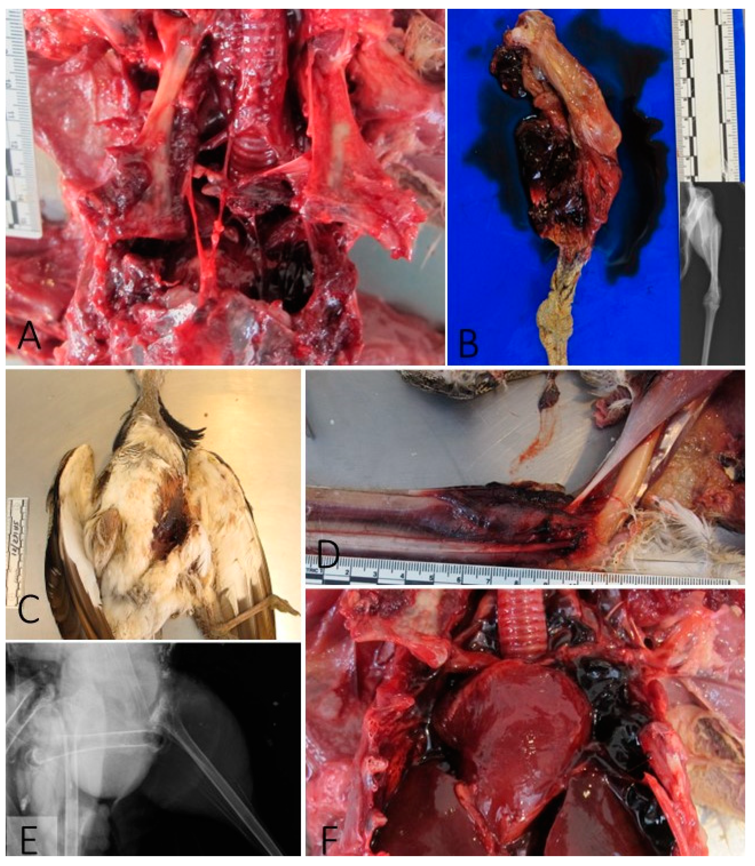 Preprints 104756 g001