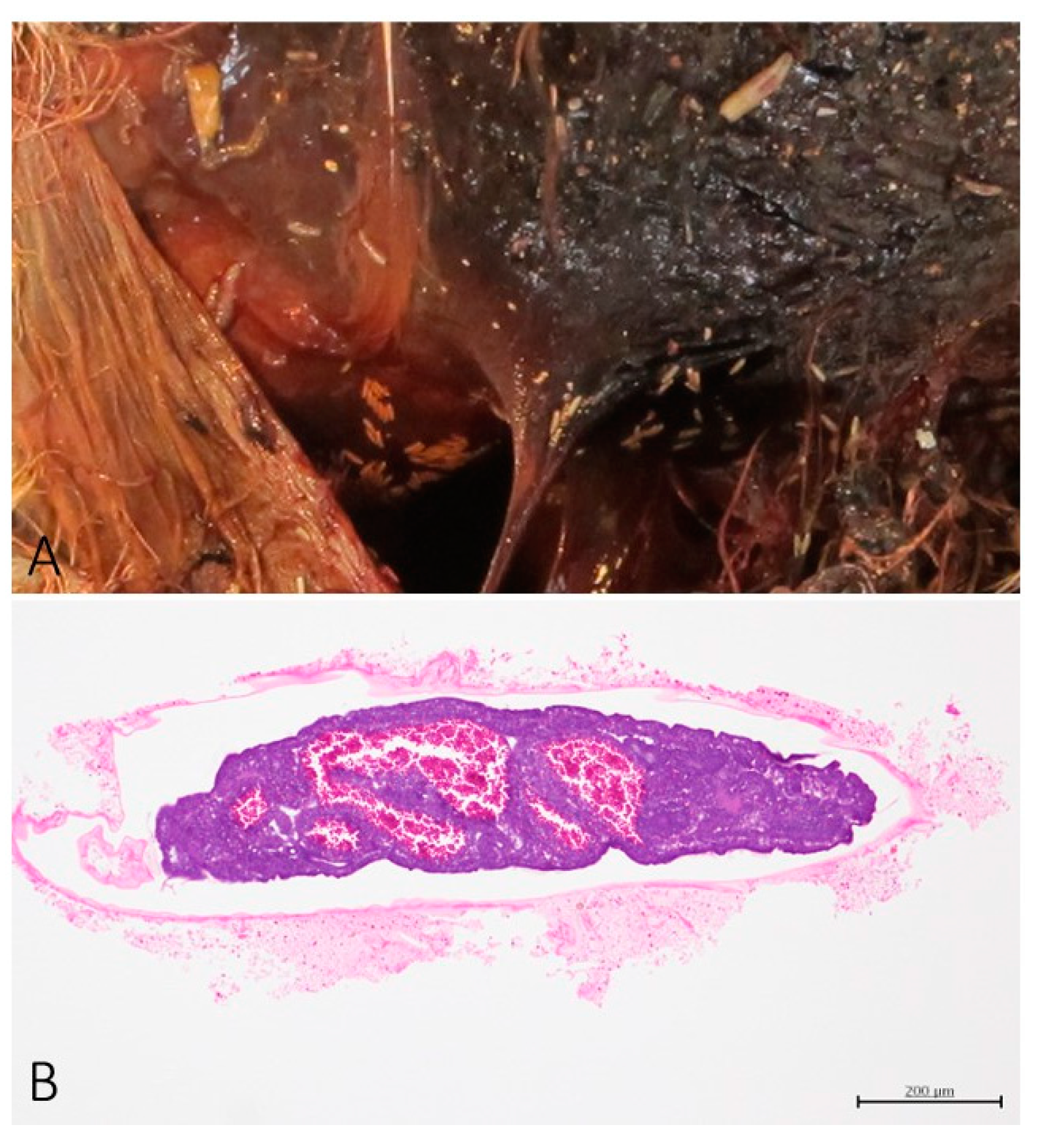 Preprints 104756 g004
