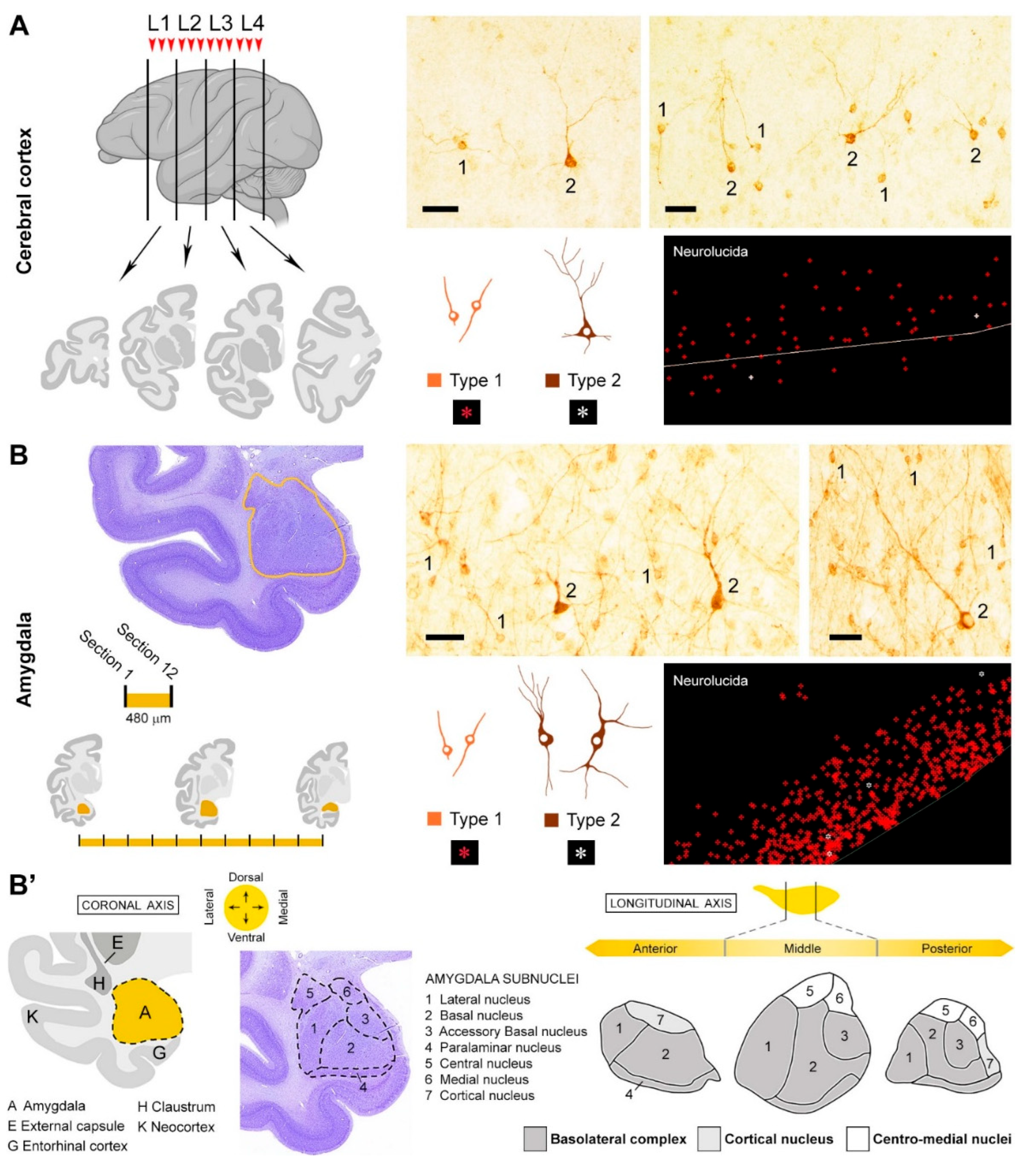 Preprints 214865 g003 Preprints 214865 g003