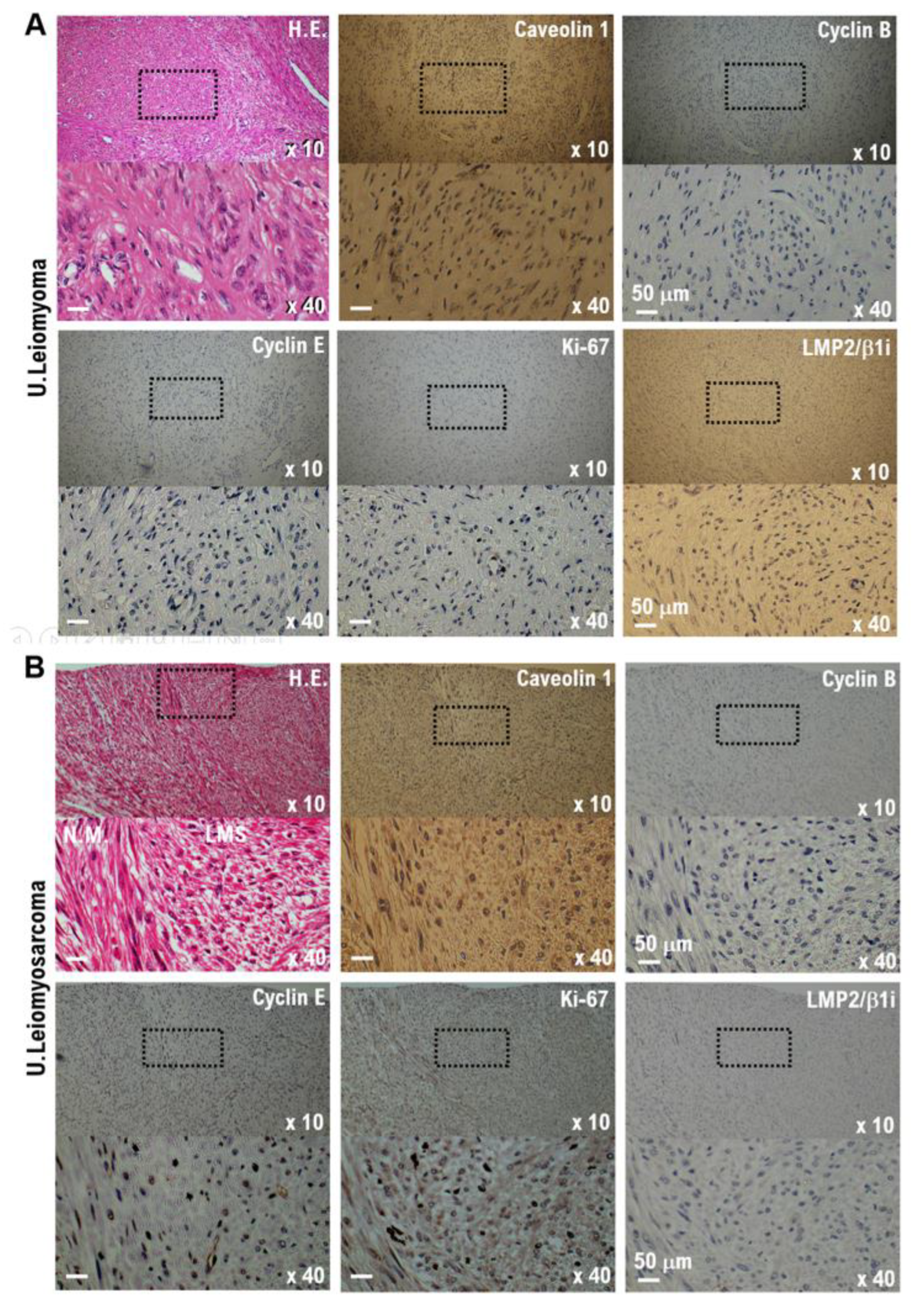 Preprints 171353 g001