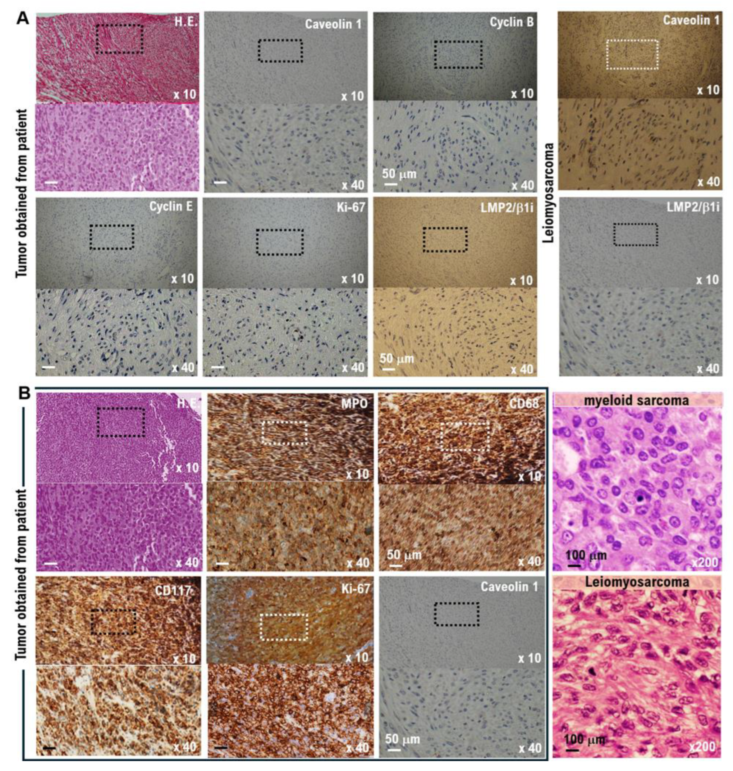 Preprints 171353 g002