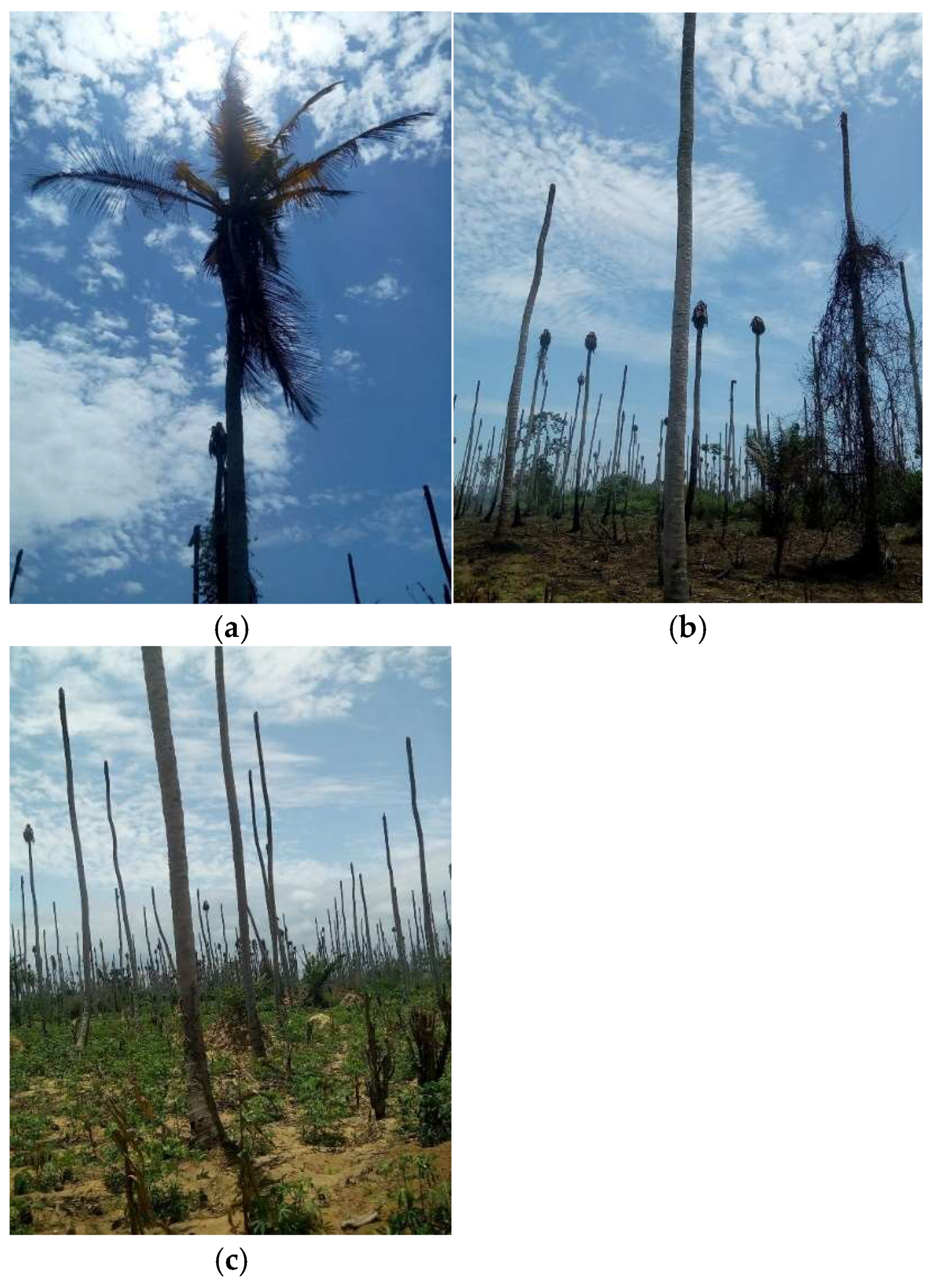 Preprints 152054 g002