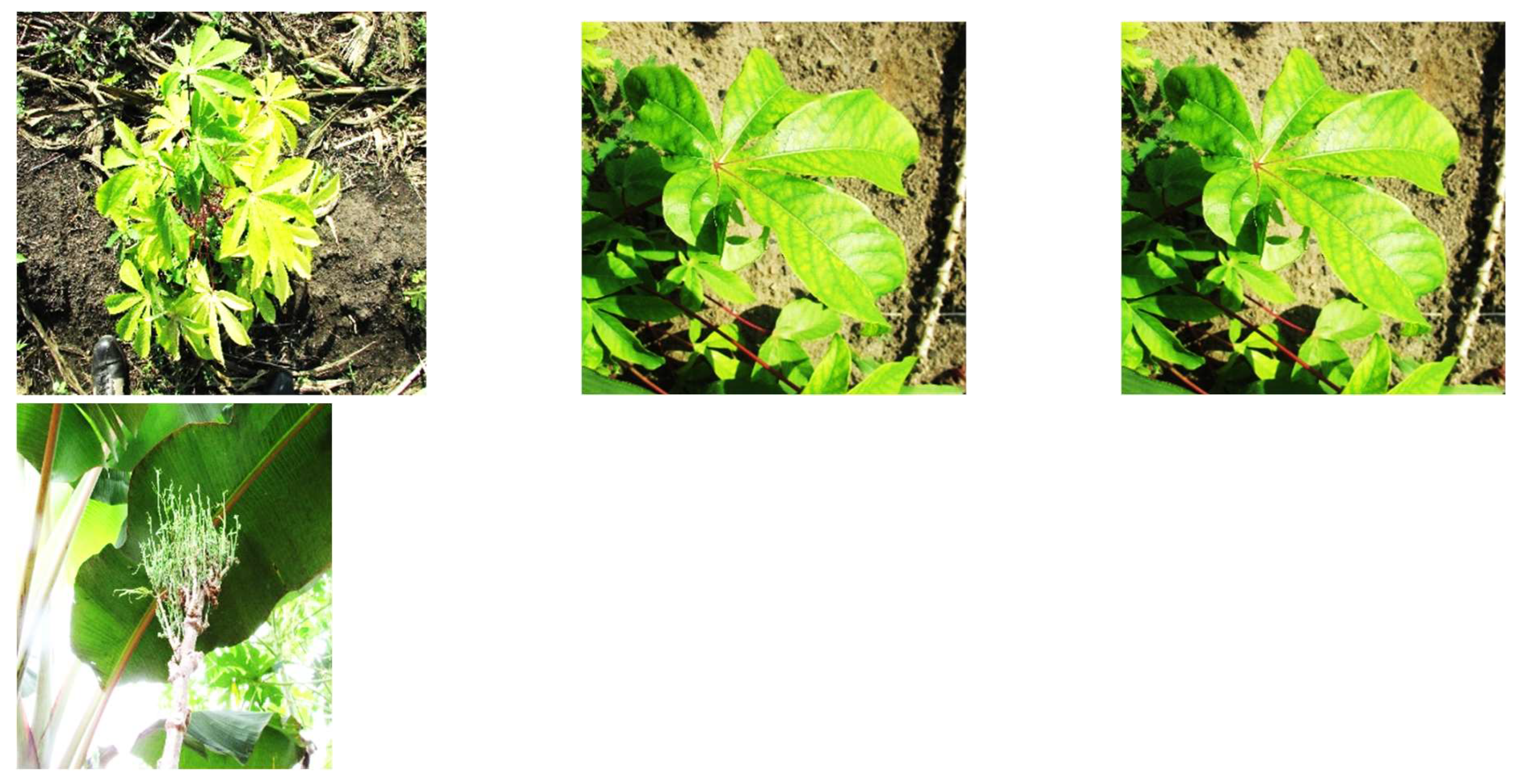 Preprints 152054 g003