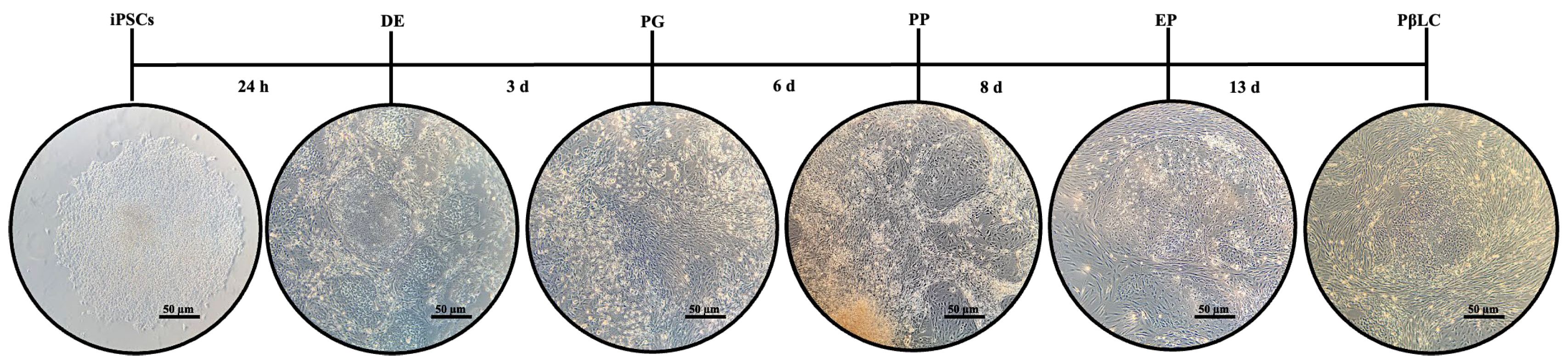 Preprints 160187 g002