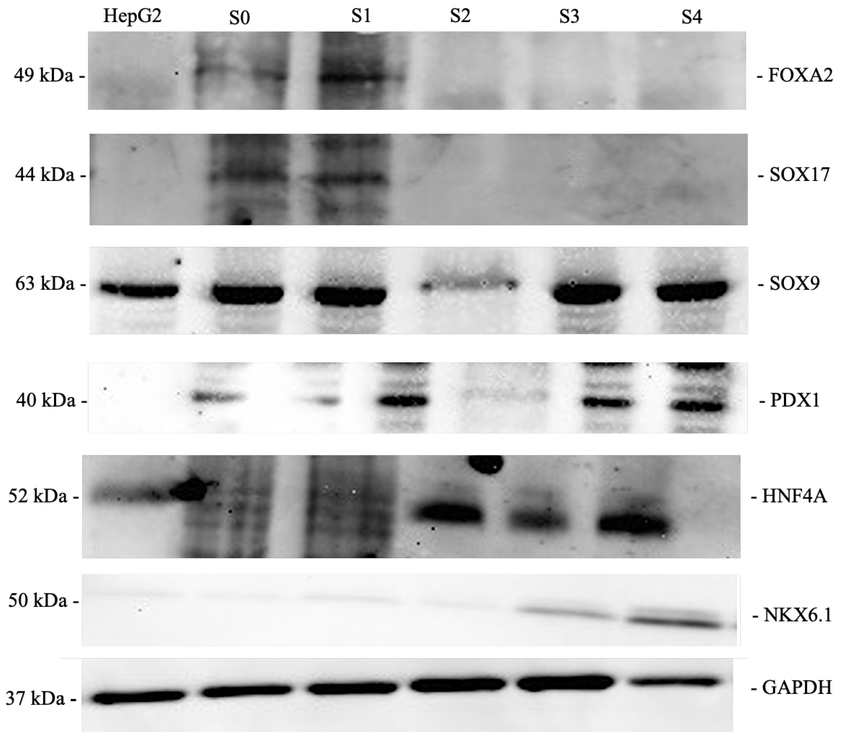 Preprints 160187 g003