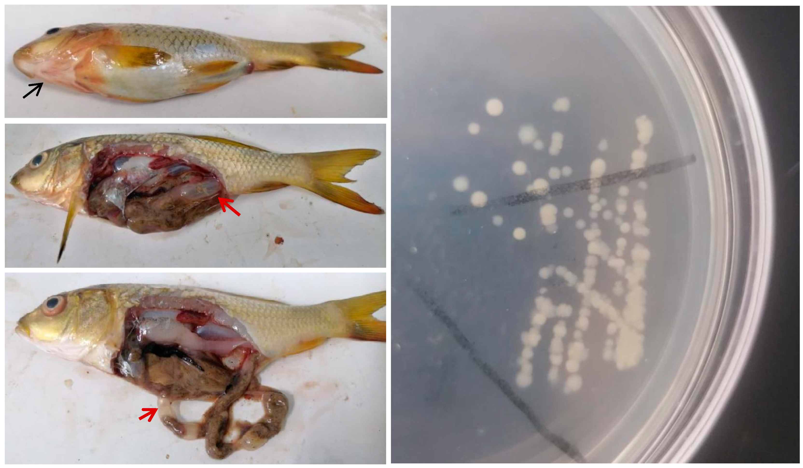 Preprints 145430 g001