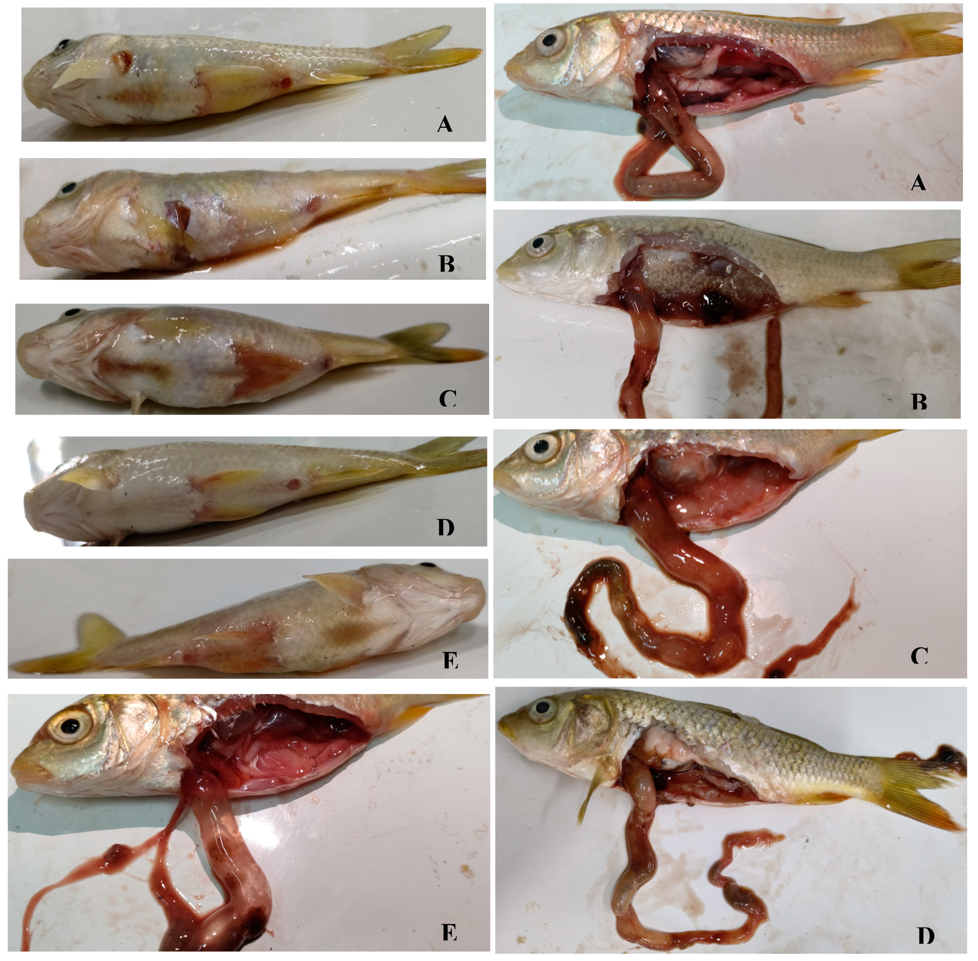 Preprints 145430 g002