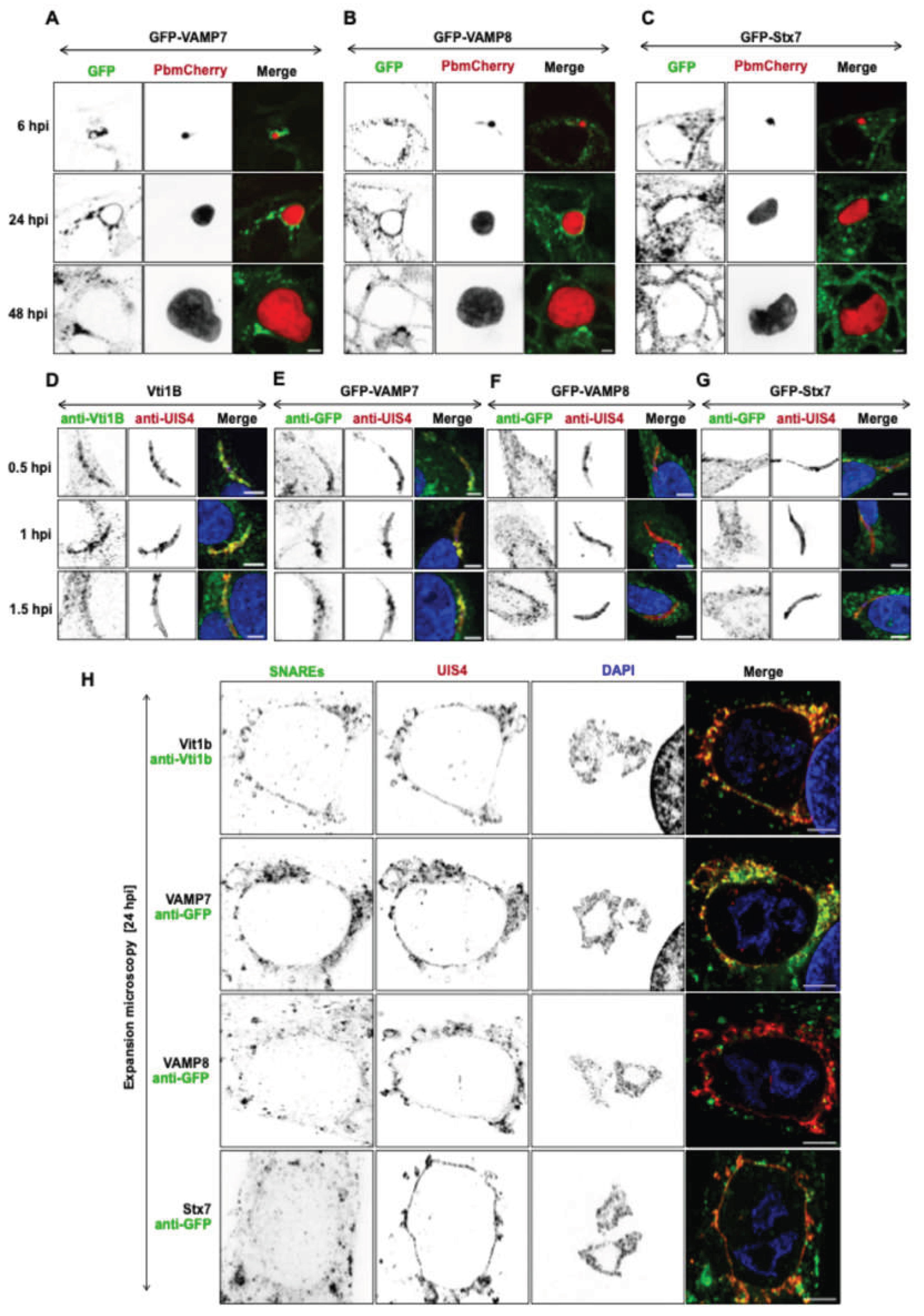 Preprints 198893 g001