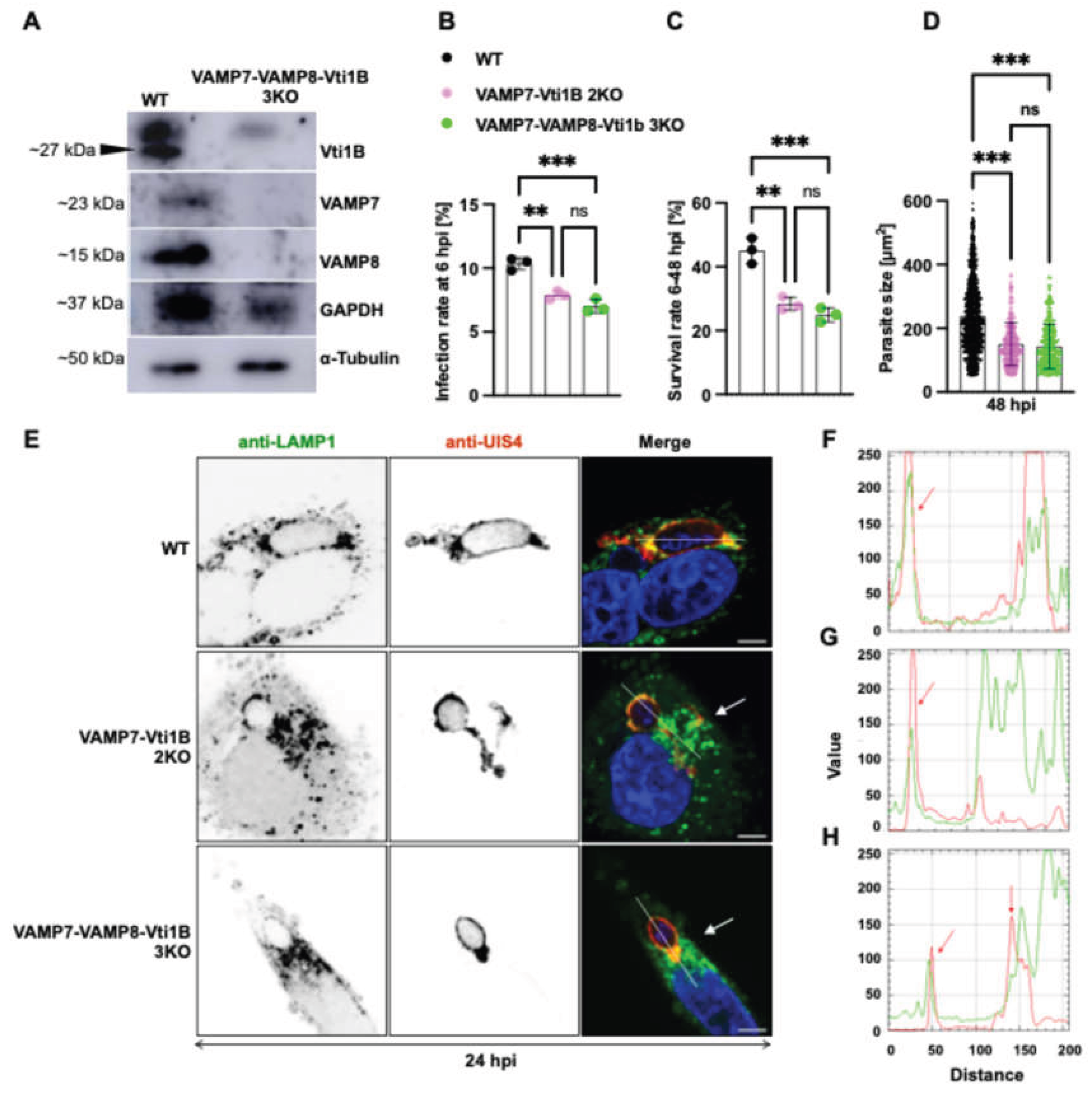 Preprints 198893 g006
