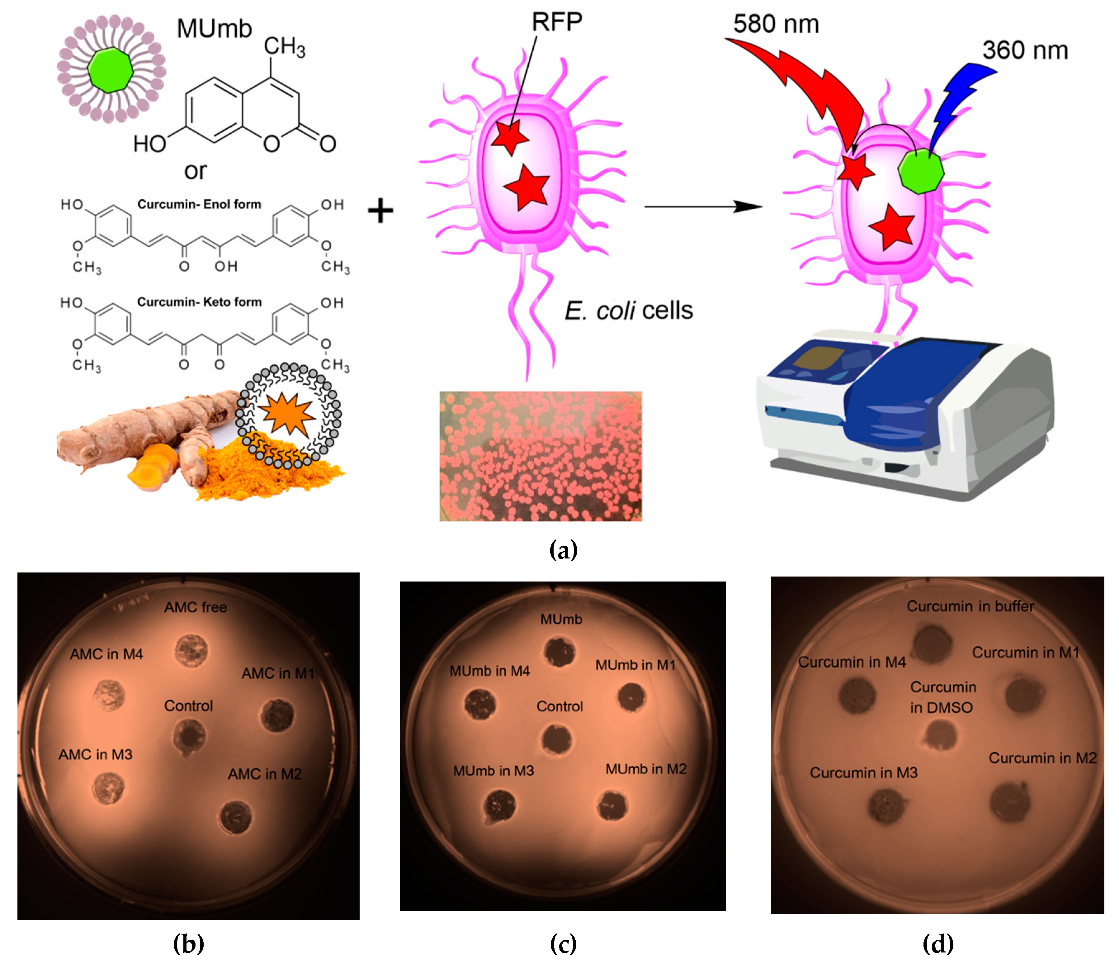 Preprints 149479 g006