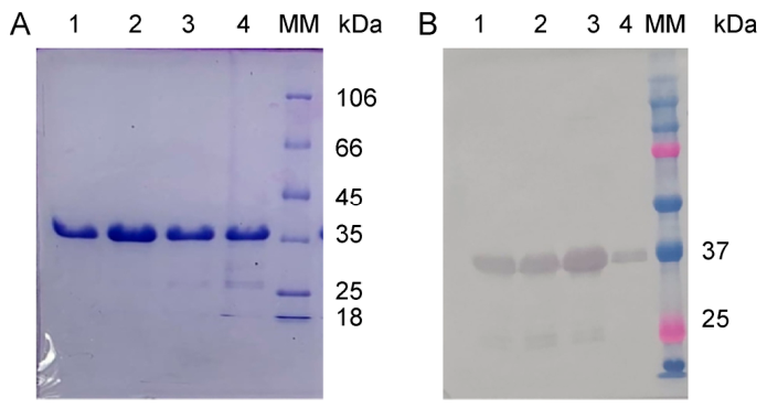 Preprints 223174 g001