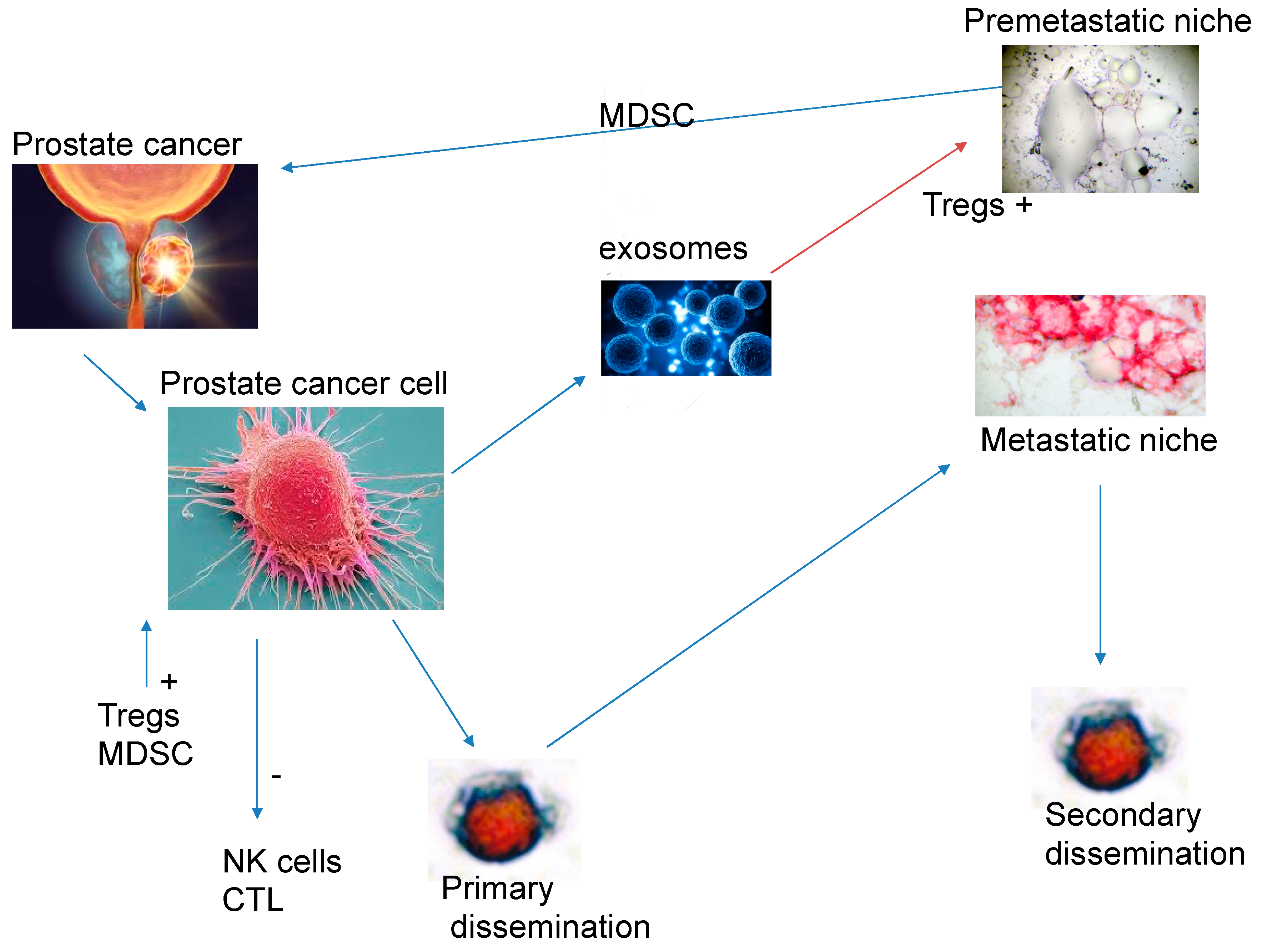 Preprints 151435 g001