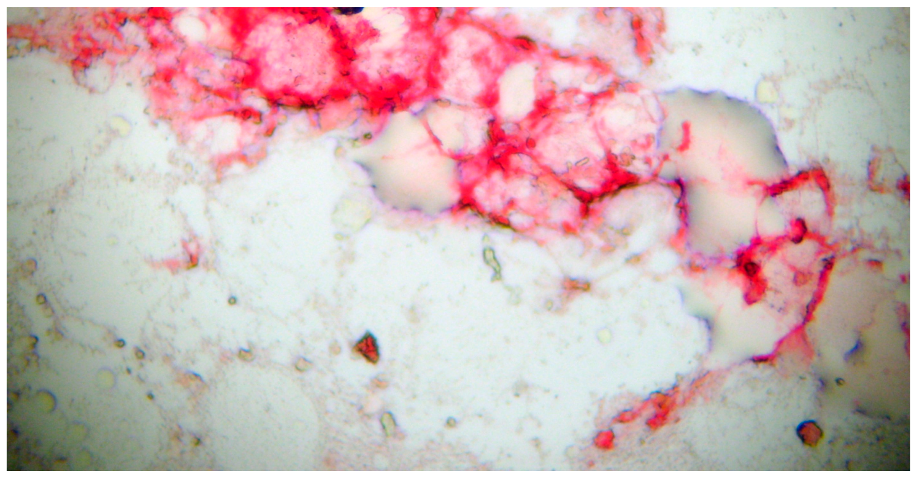 Preprints 151435 g005