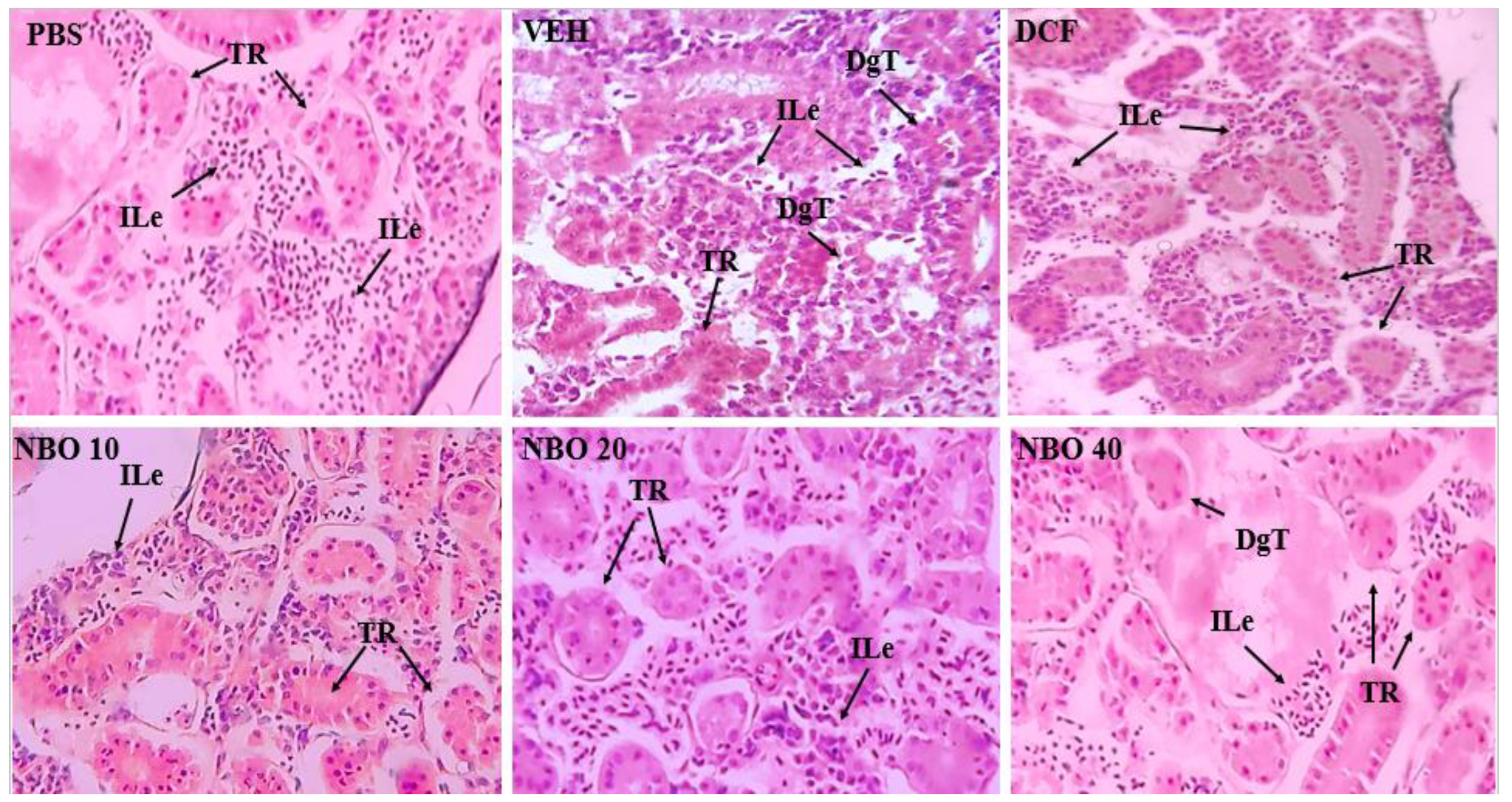 Preprints 154352 g012