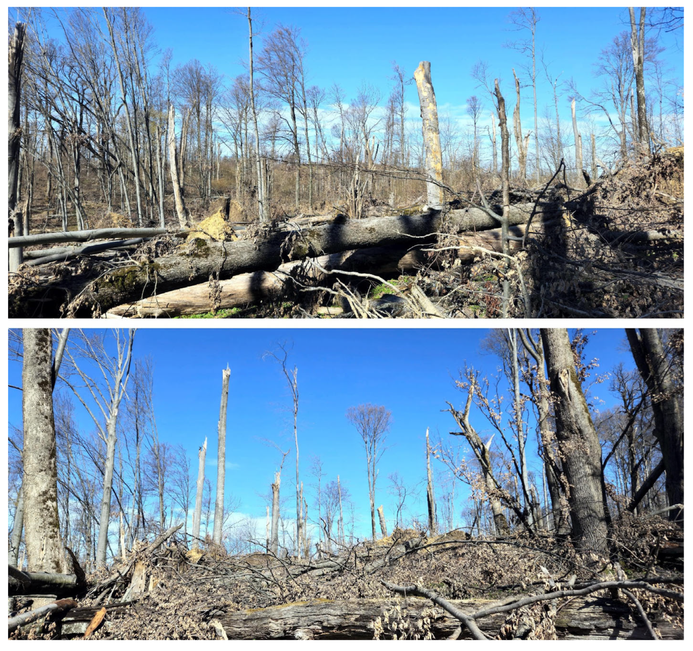 Preprints 207753 g007 Preprints 207753 g007