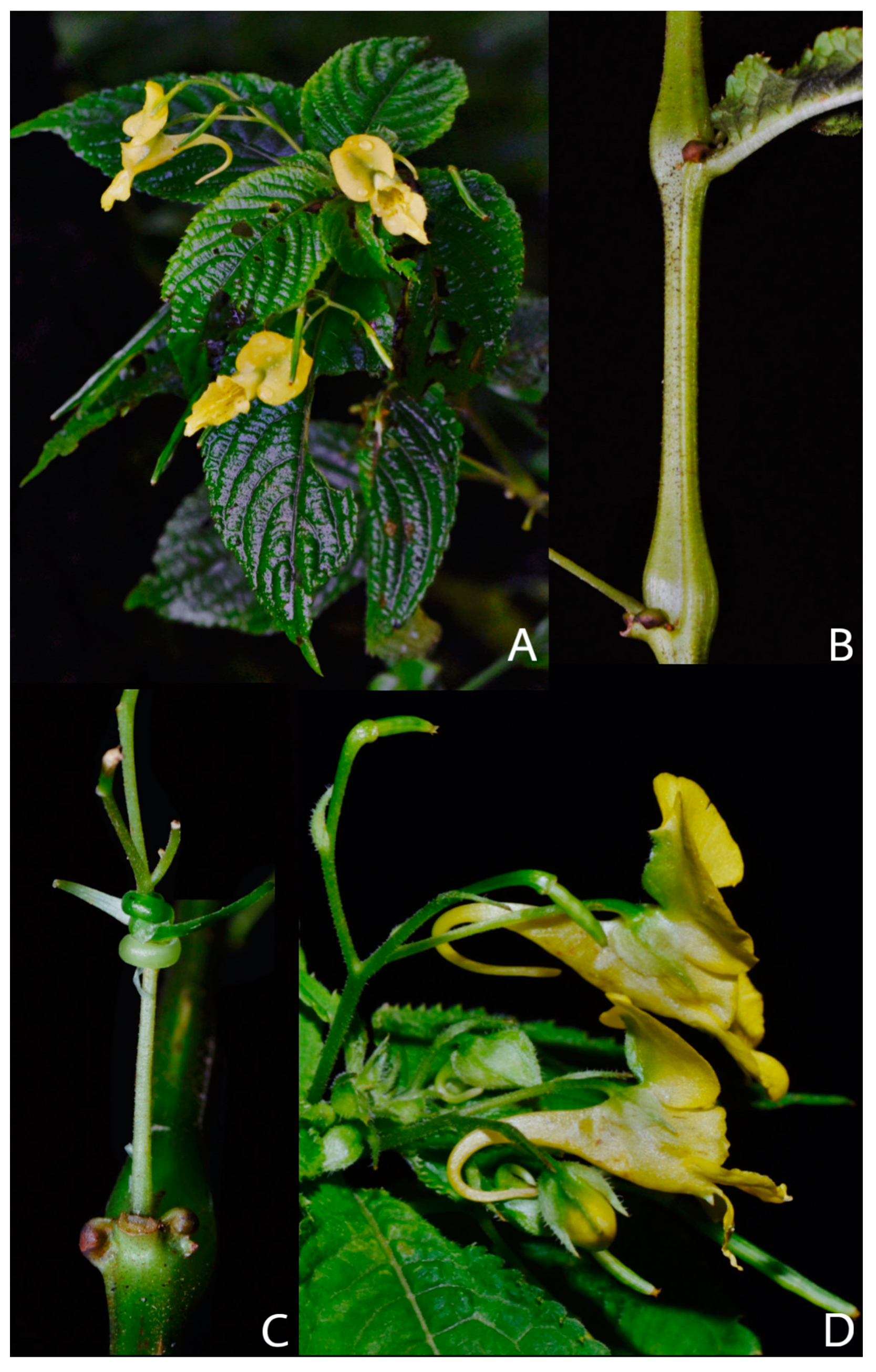 Preprints 149372 g002