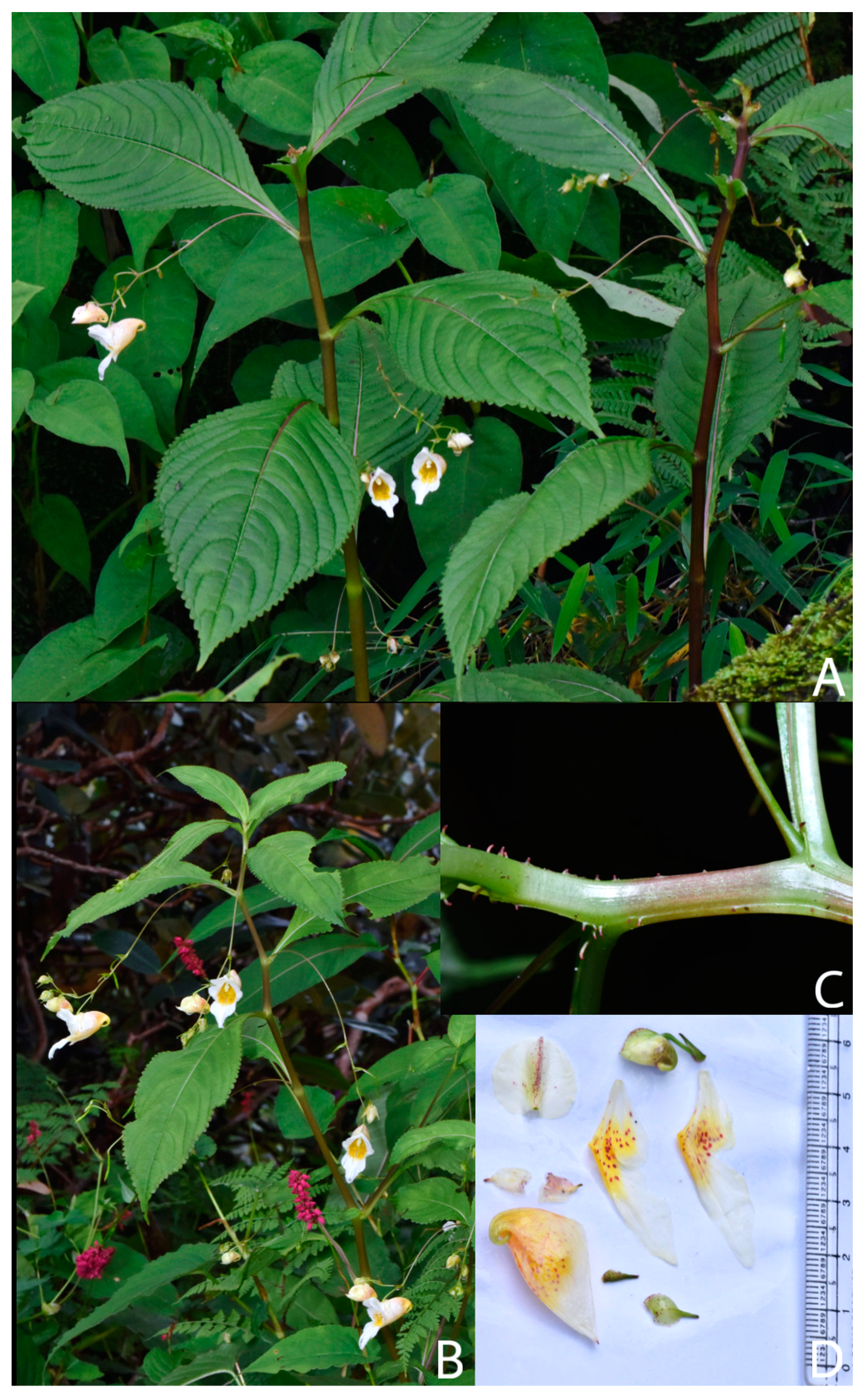 Preprints 149372 g004