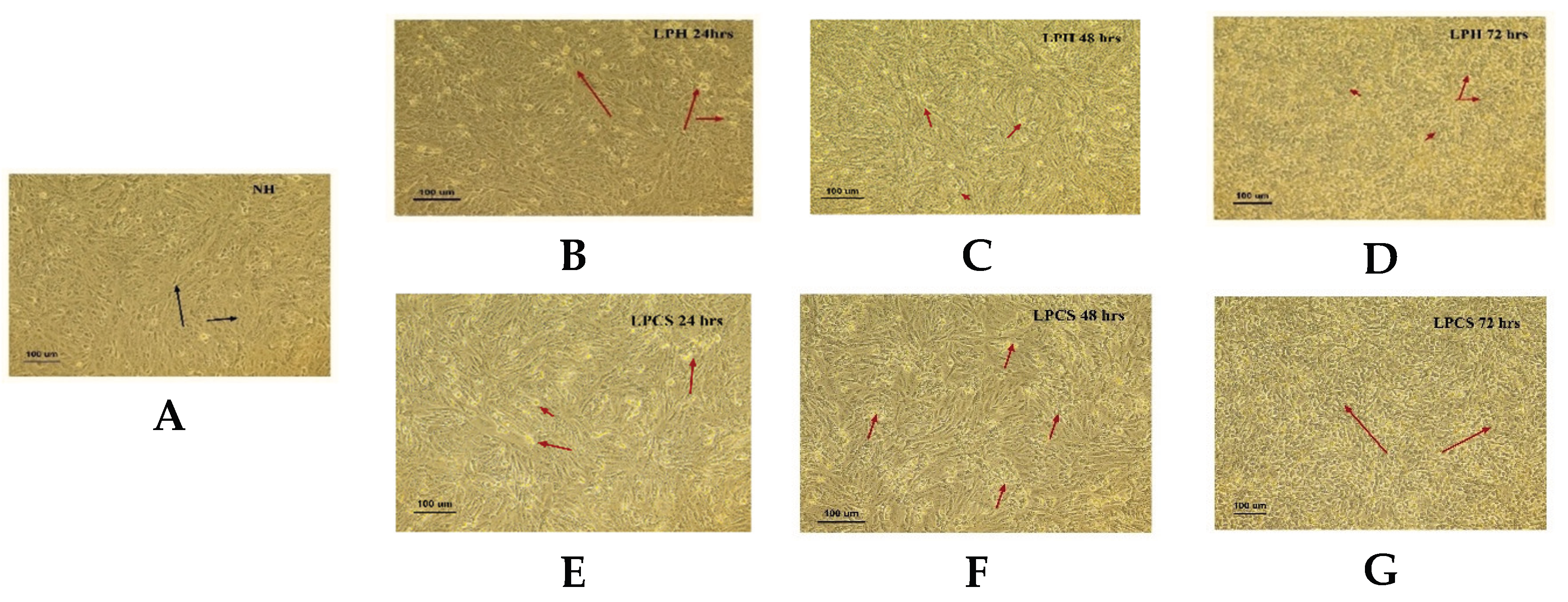 Preprints 197869 g001