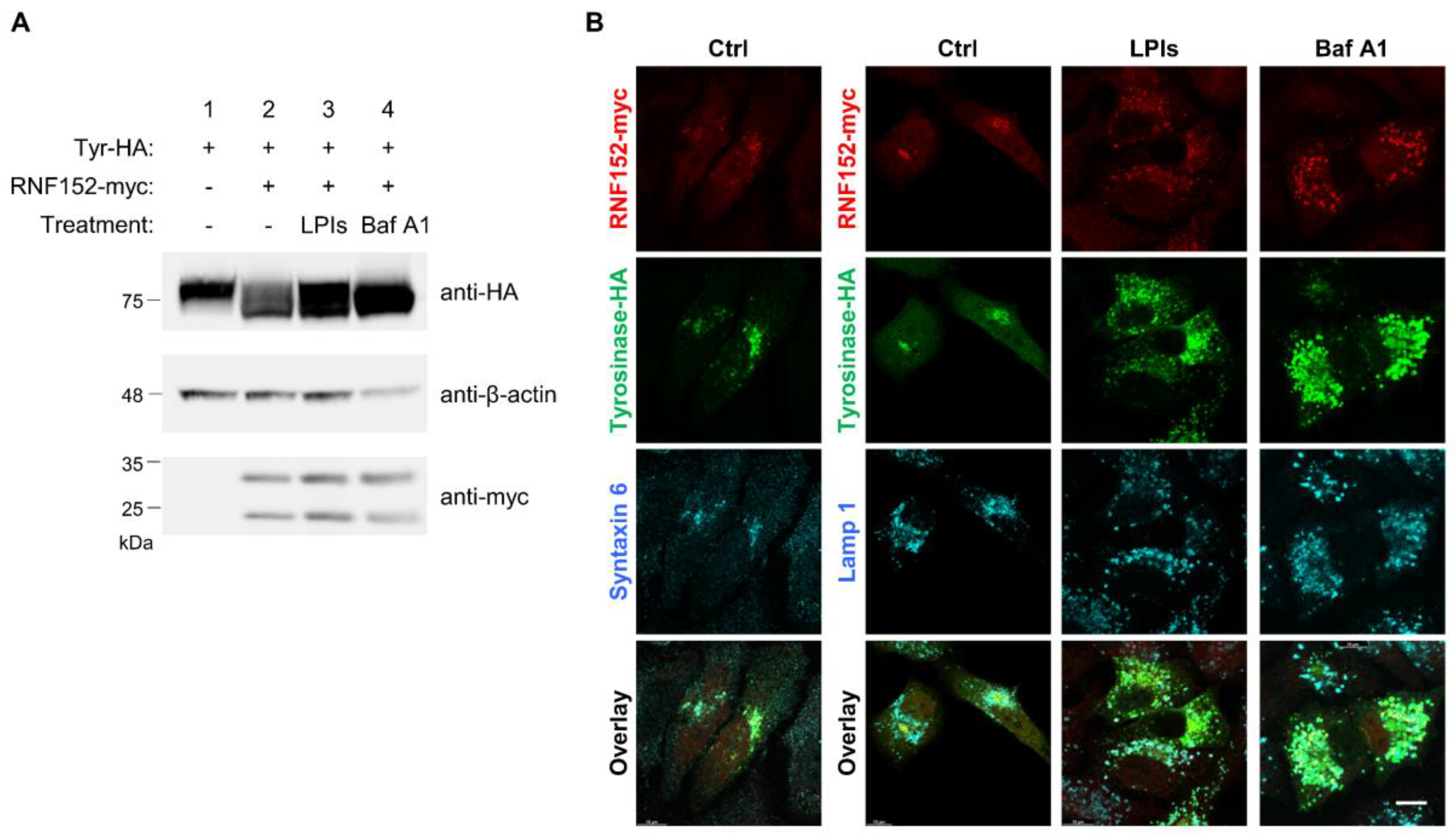 Preprints 92453 g003