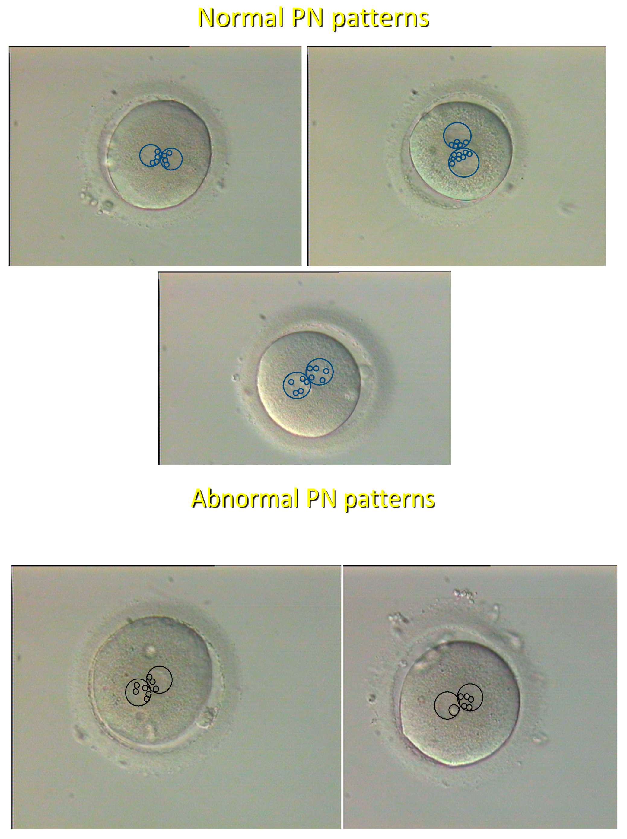 Preprints 156341 g001
