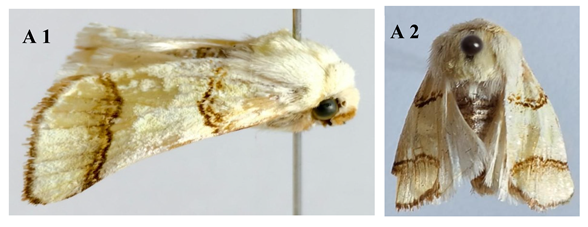 Preprints 153838 i001