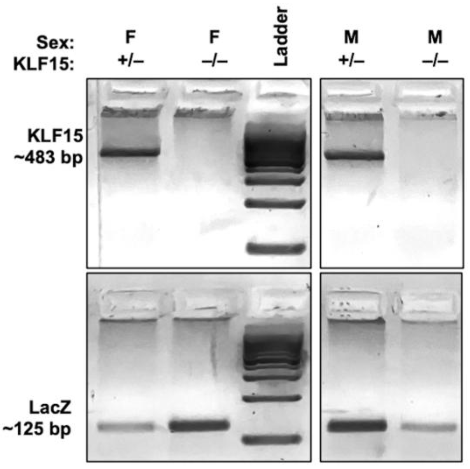 Preprints 172529 g001