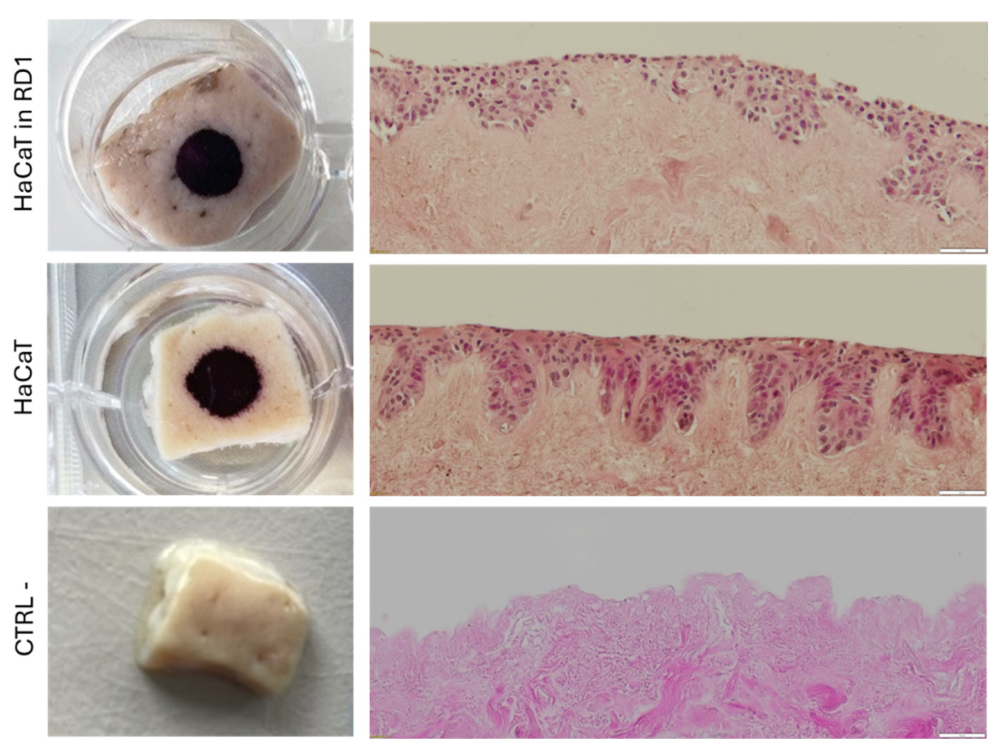 Preprints 186588 g007