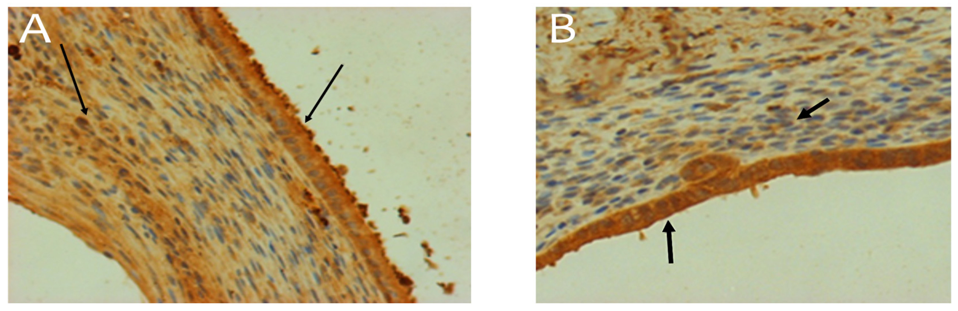 Preprints 141275 g005